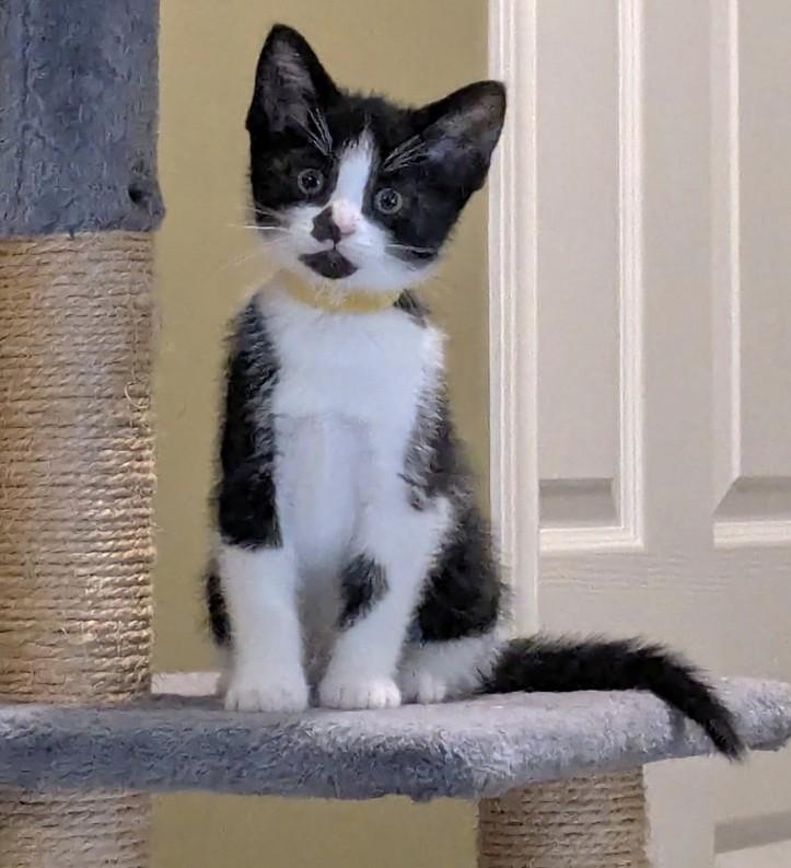 Puffin, an adopted Tuxedo in Stoney Creek, ON image 1/4