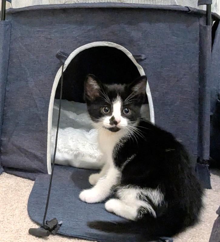 Puffin, an adopted Tuxedo in Stoney Creek, ON image 2/4