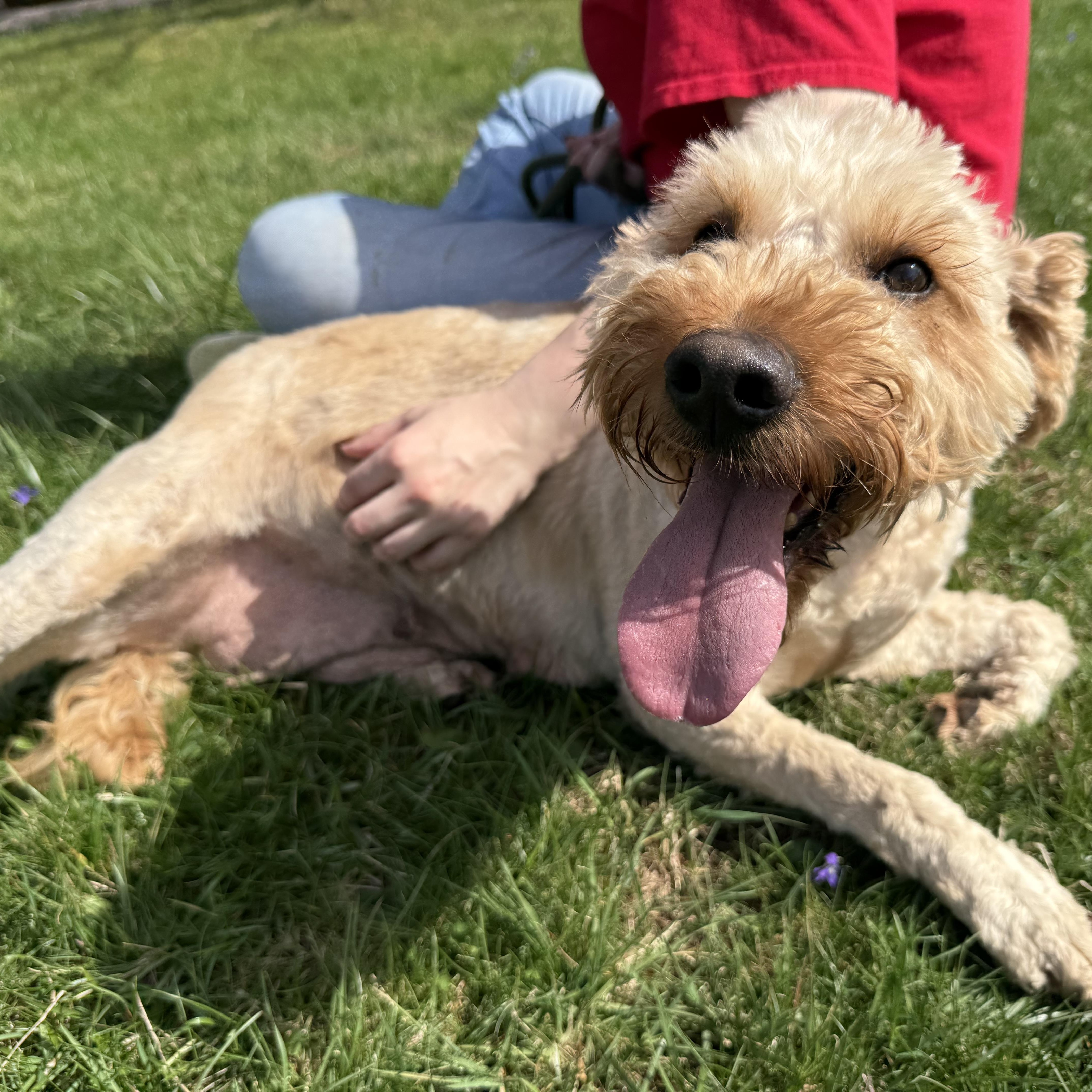 Enlarge Goldy , an adopted mixed breed in Latrobe, PA image 3/4