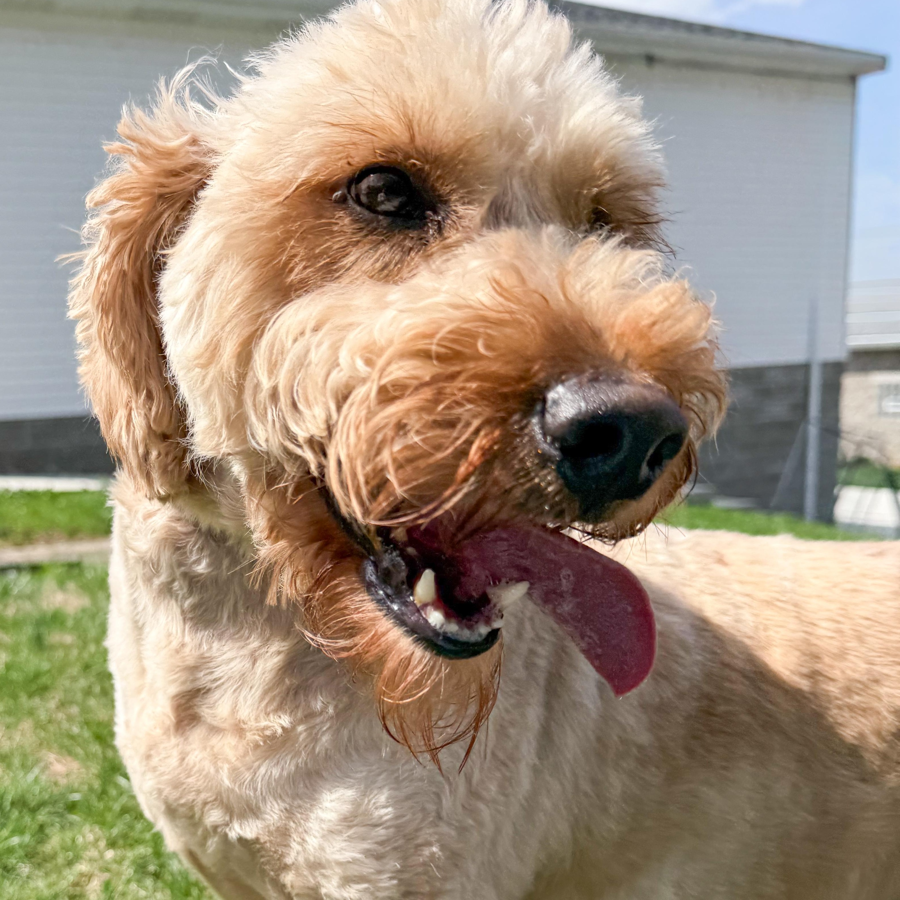 Goldy , adopted, Young Female Goldendoodle.