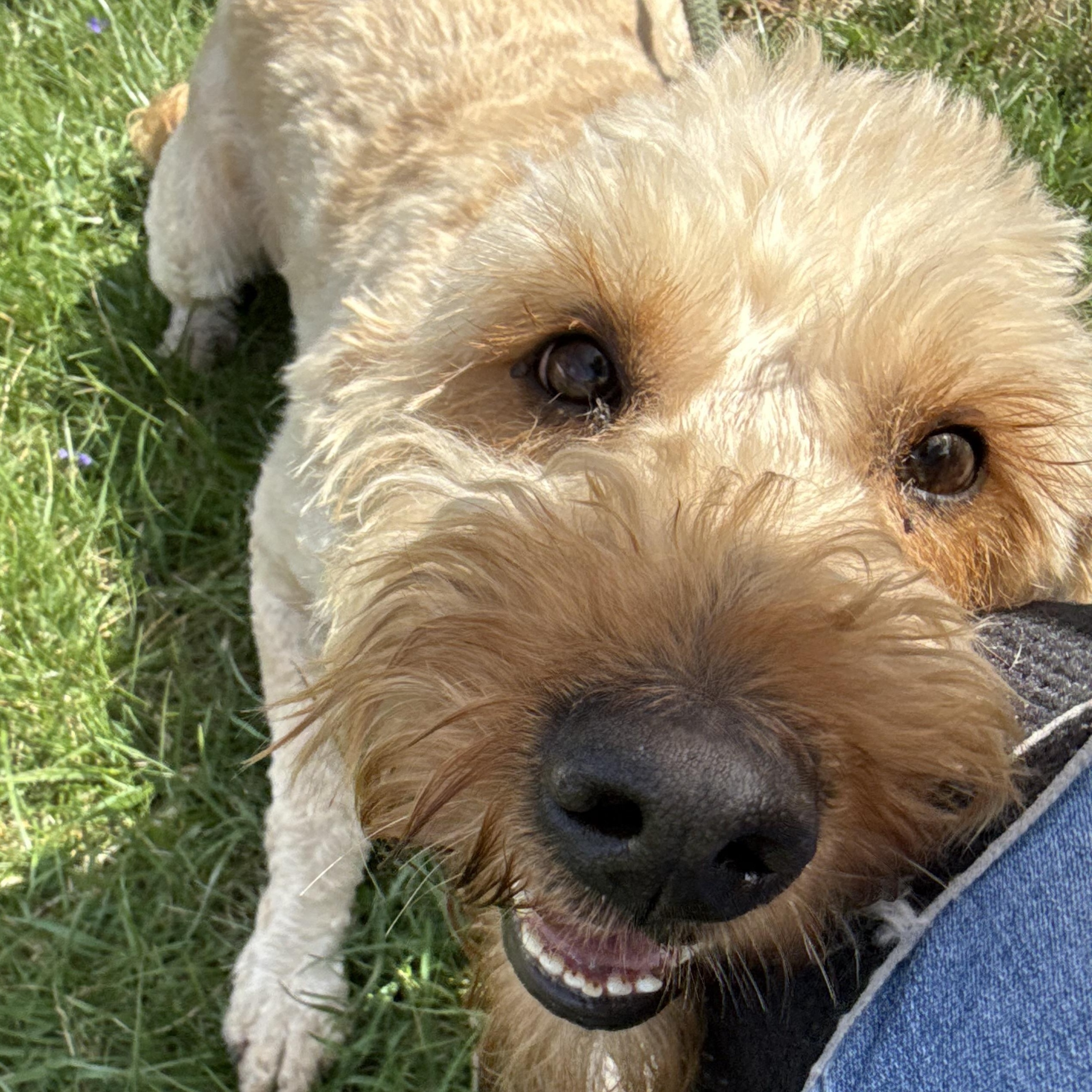 Enlarge Goldy , an adopted mixed breed in Latrobe, PA image 4/4