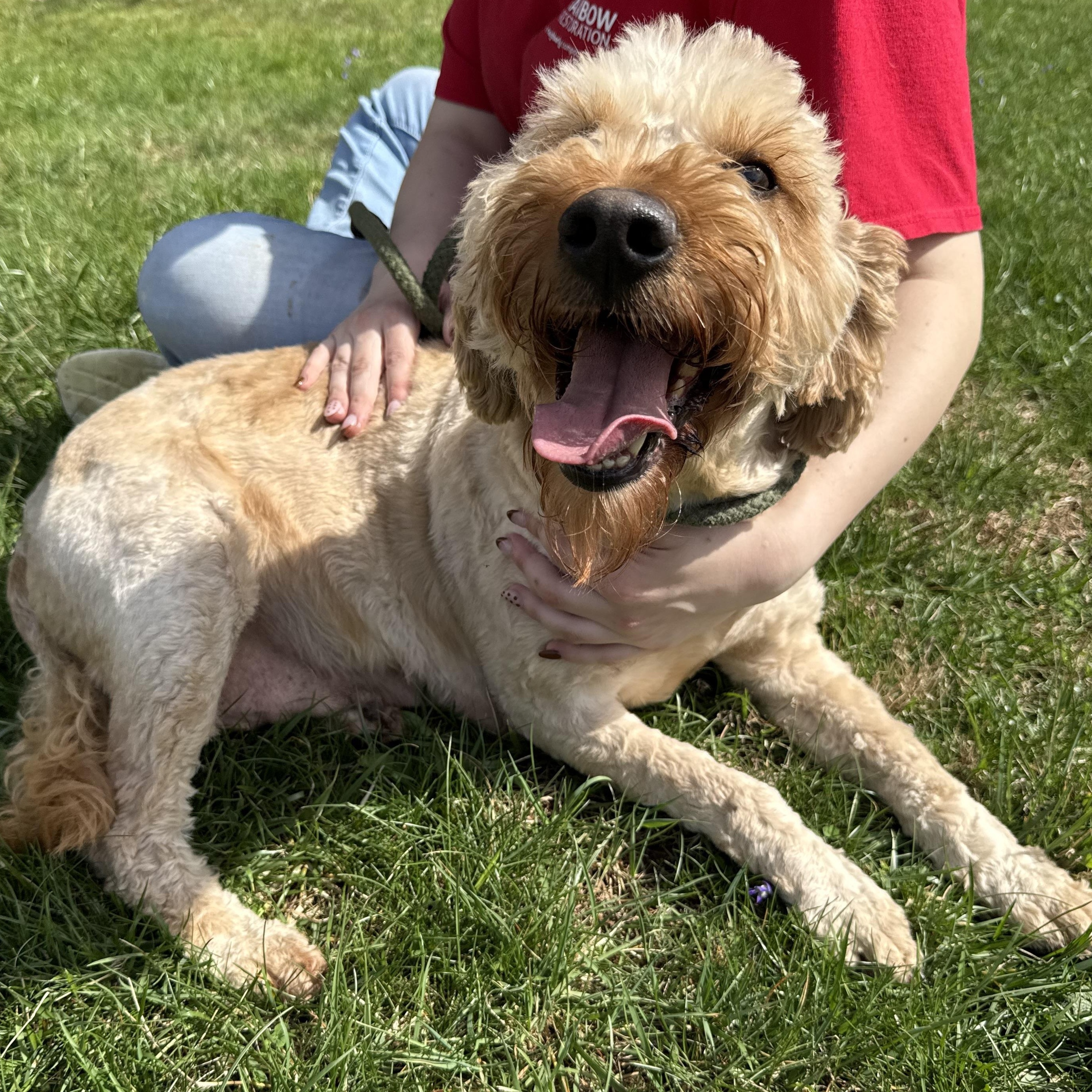 Enlarge Goldy , an adopted mixed breed in Latrobe, PA image 2/4
