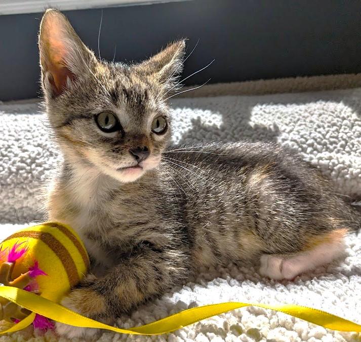 STUNNING SOPHIA - GOLDEN GIRL!