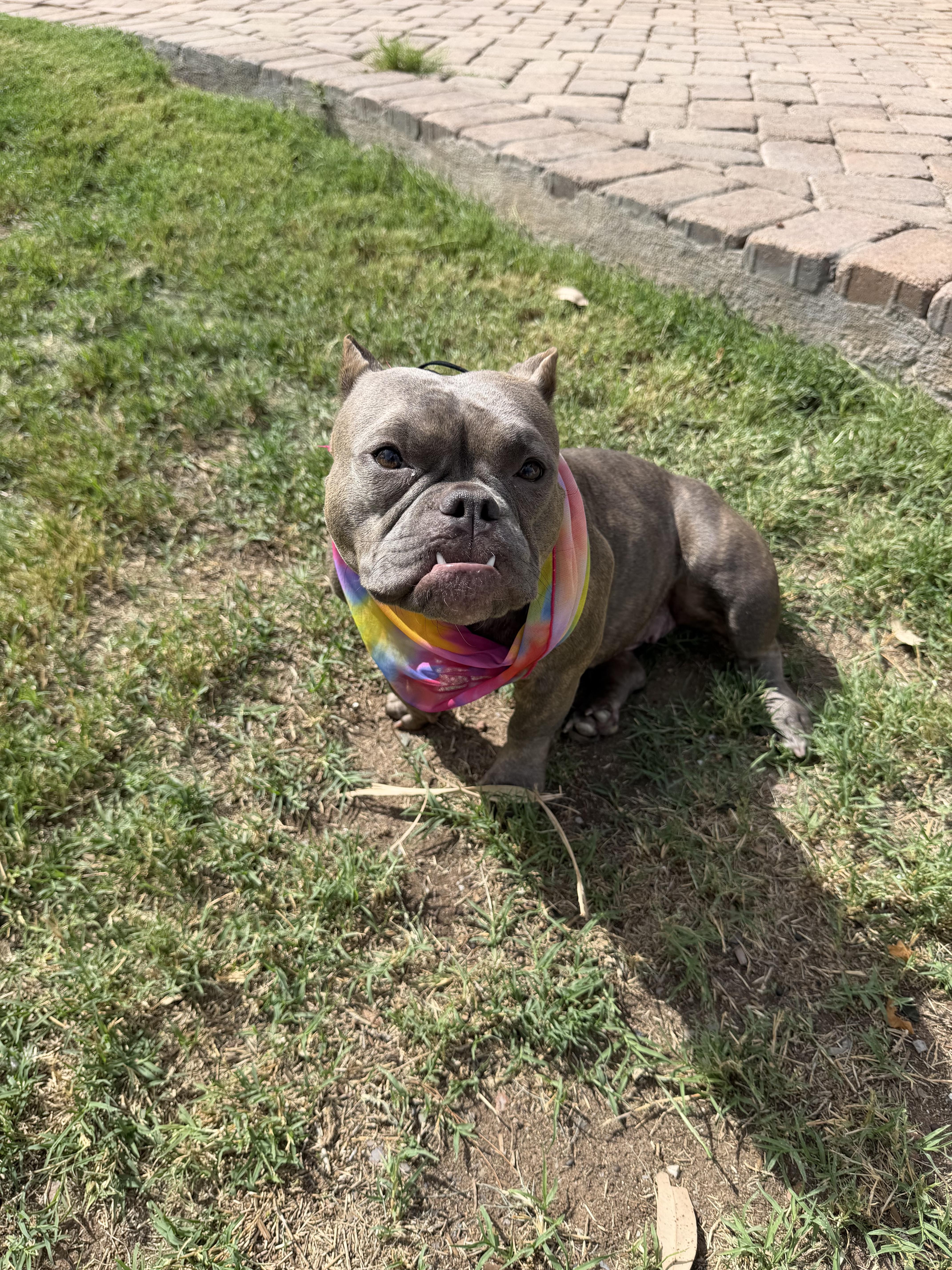 Enlarge Delia, a Adoptable Pit Bull Terrier in Mesa, AZ image 2/6