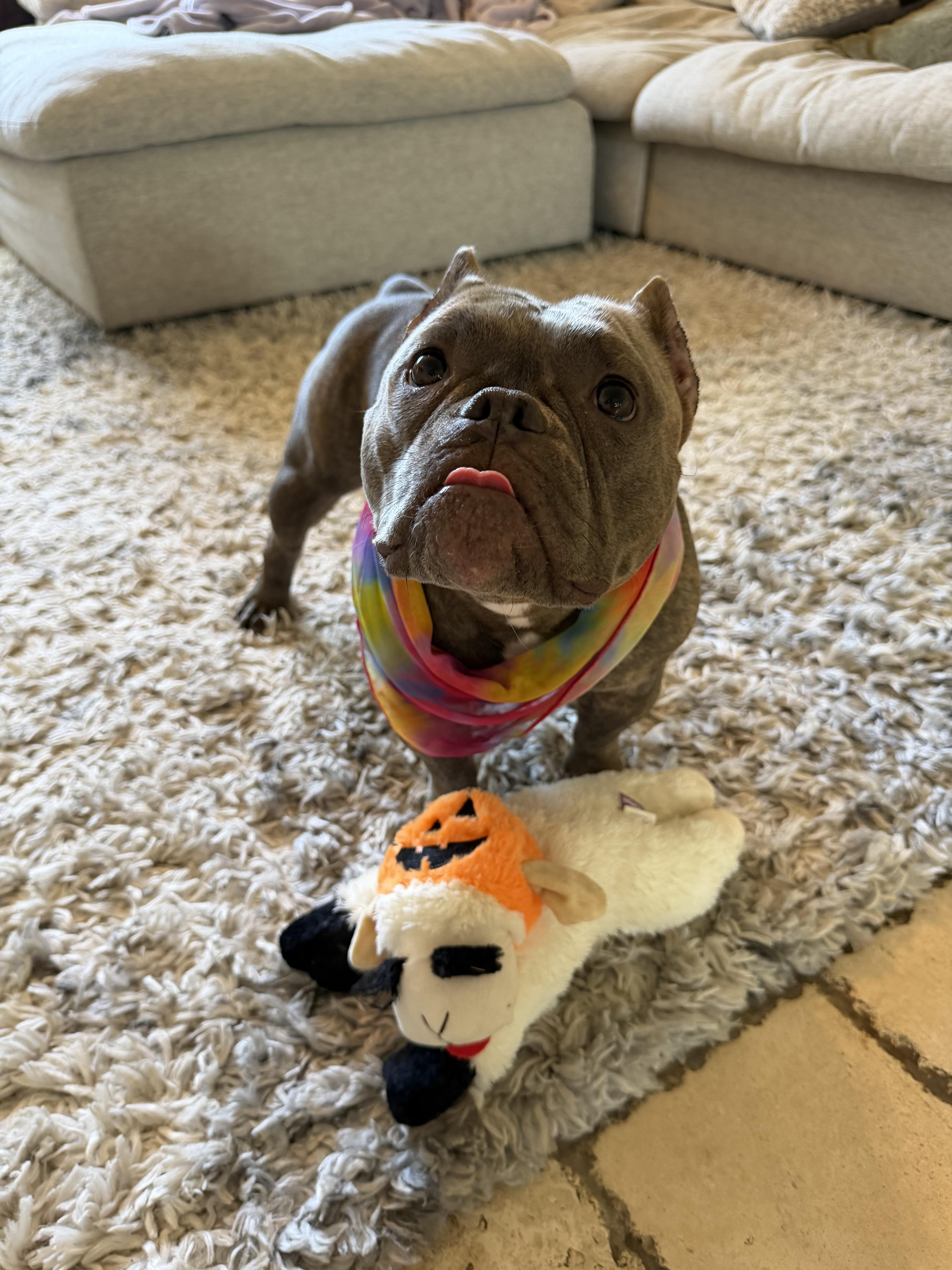 Enlarge Delia, a Adoptable Pit Bull Terrier in Mesa, AZ image 3/6