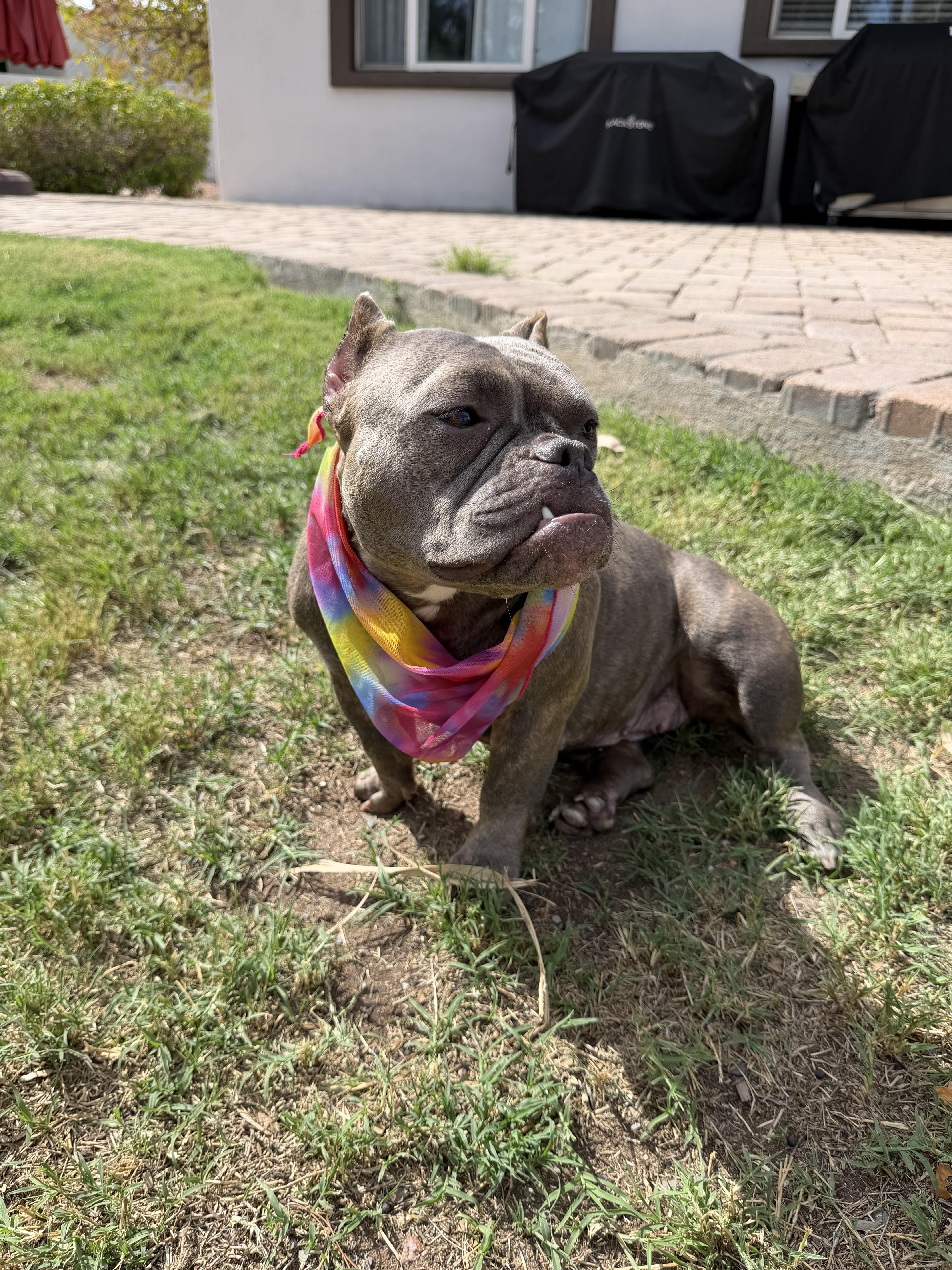 Enlarge Delia, a Adoptable Pit Bull Terrier in Mesa, AZ image 4/6