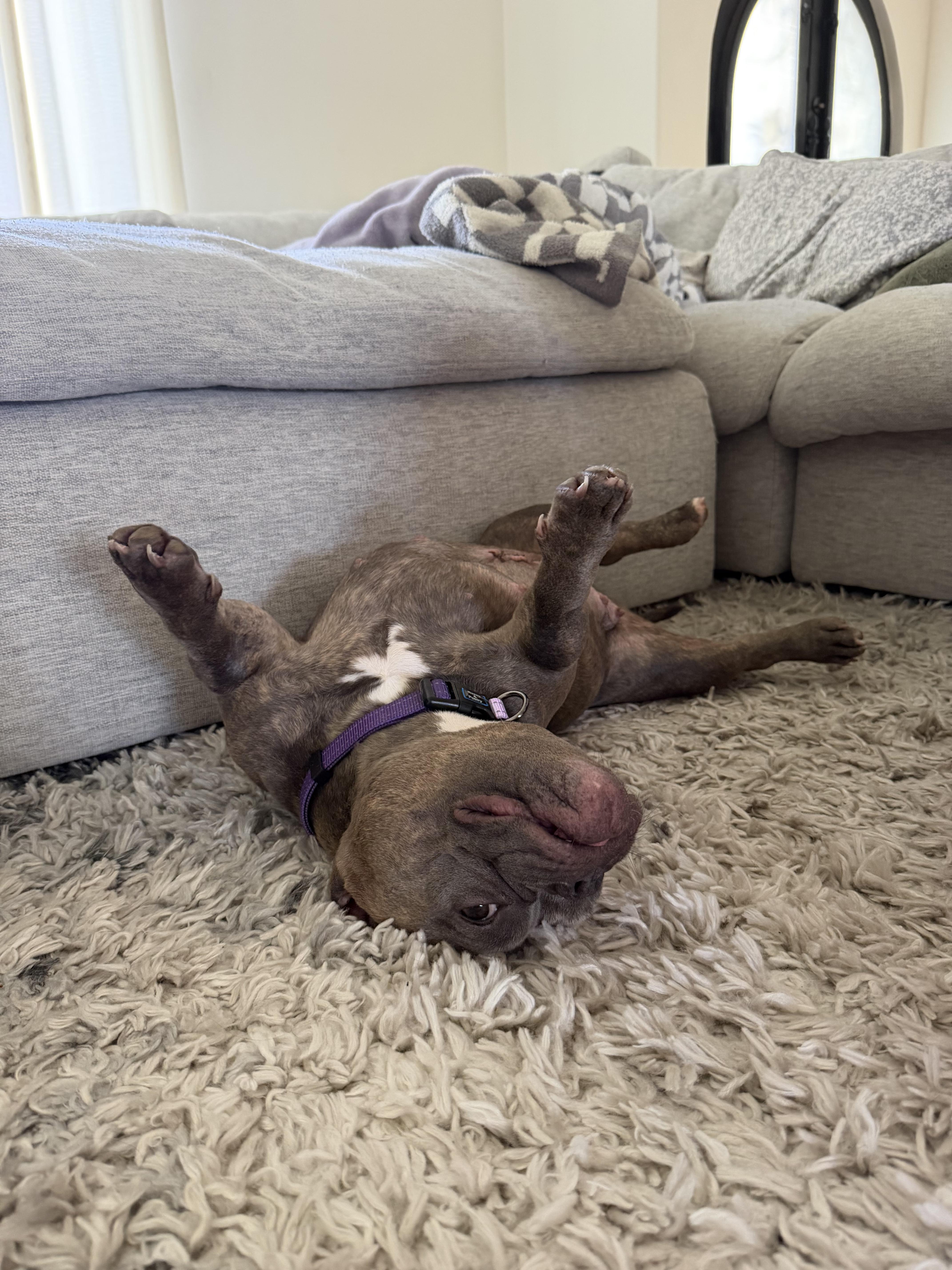Enlarge Delia, a Adoptable Pit Bull Terrier in Mesa, AZ image 5/6