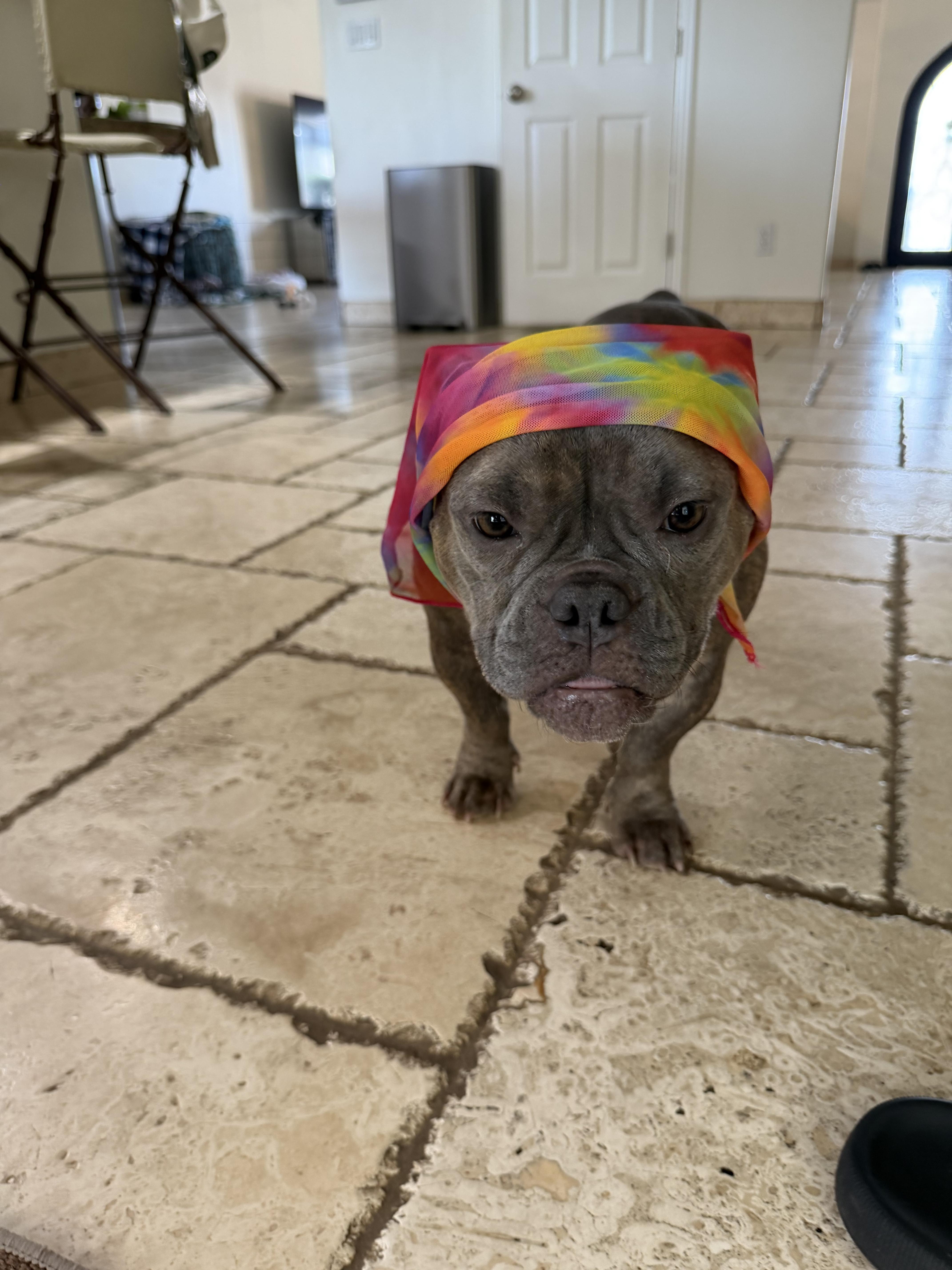 Enlarge Delia, a Adoptable Pit Bull Terrier in Mesa, AZ image 6/6
