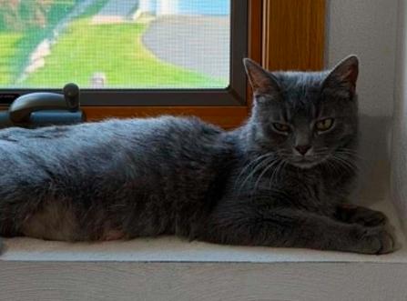 Gracie, a Adoptable Domestic Short Hair in Battle Creek, MI image 1/3