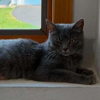 Enlarge Gracie, a Adoptable Domestic Short Hair in Battle Creek, MI image 1/3
