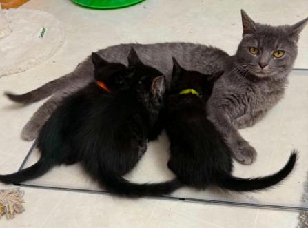 Gracie, a Adoptable Domestic Short Hair in Battle Creek, MI image 3/3