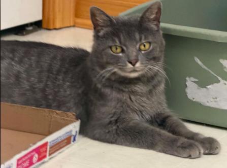 Gracie, a Adoptable Domestic Short Hair in Battle Creek, MI image 2/3