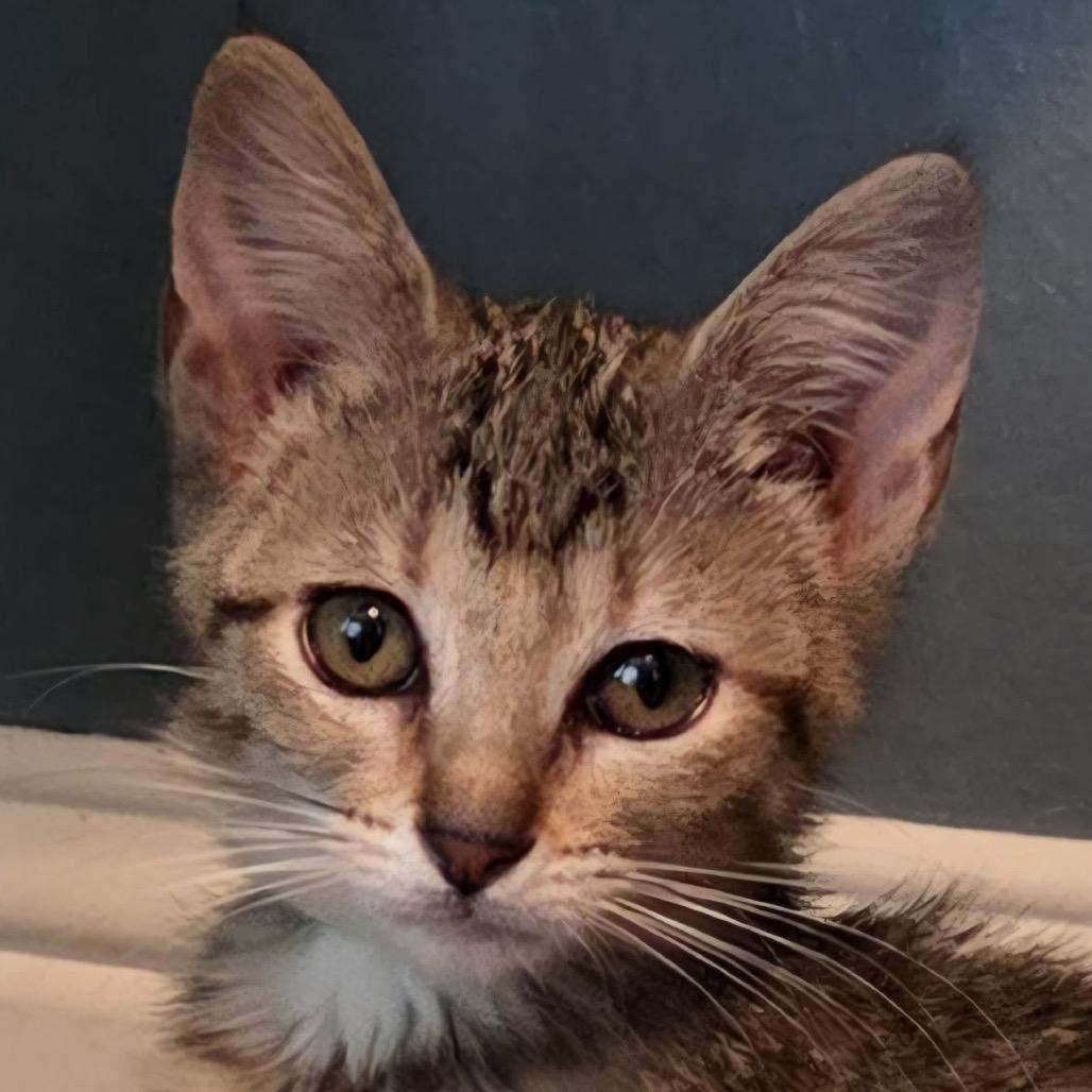 Enlarge Genevieve **Off-Site Foster Home**, a Adoptable Domestic Short Hair in Troy, IL image 1/4