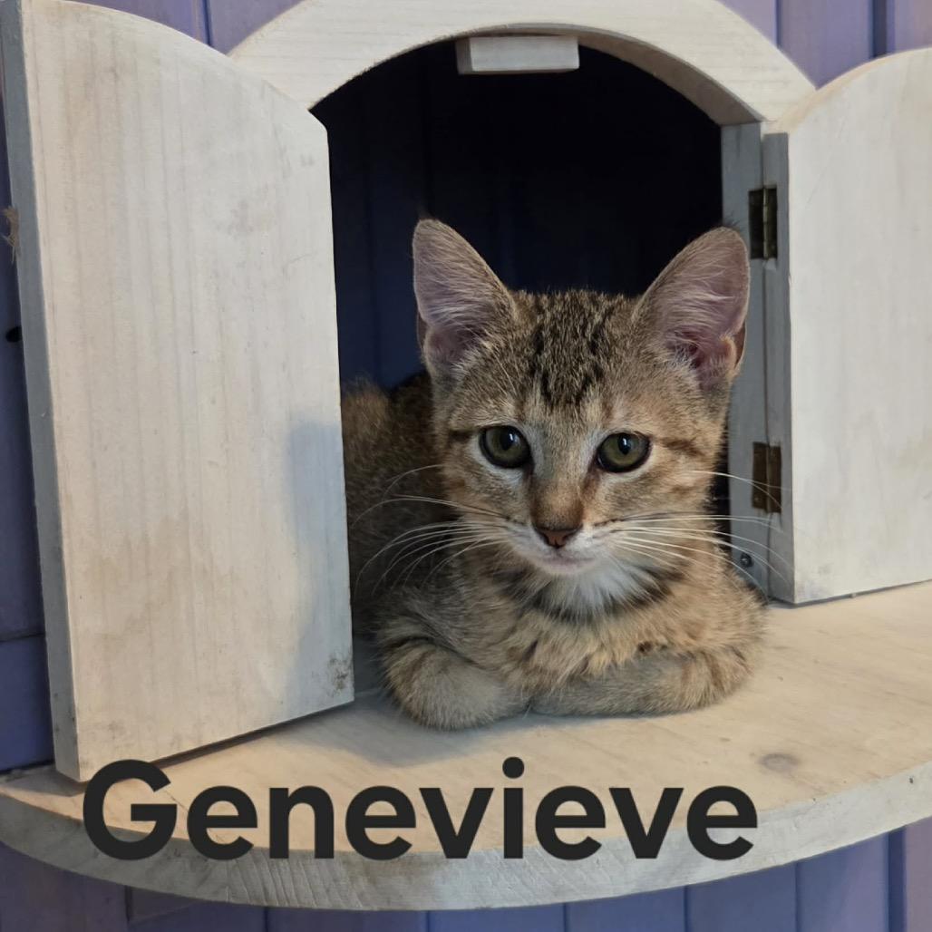 Enlarge Genevieve **Off-Site Foster Home**, a Adoptable Domestic Short Hair in Troy, IL image 2/4