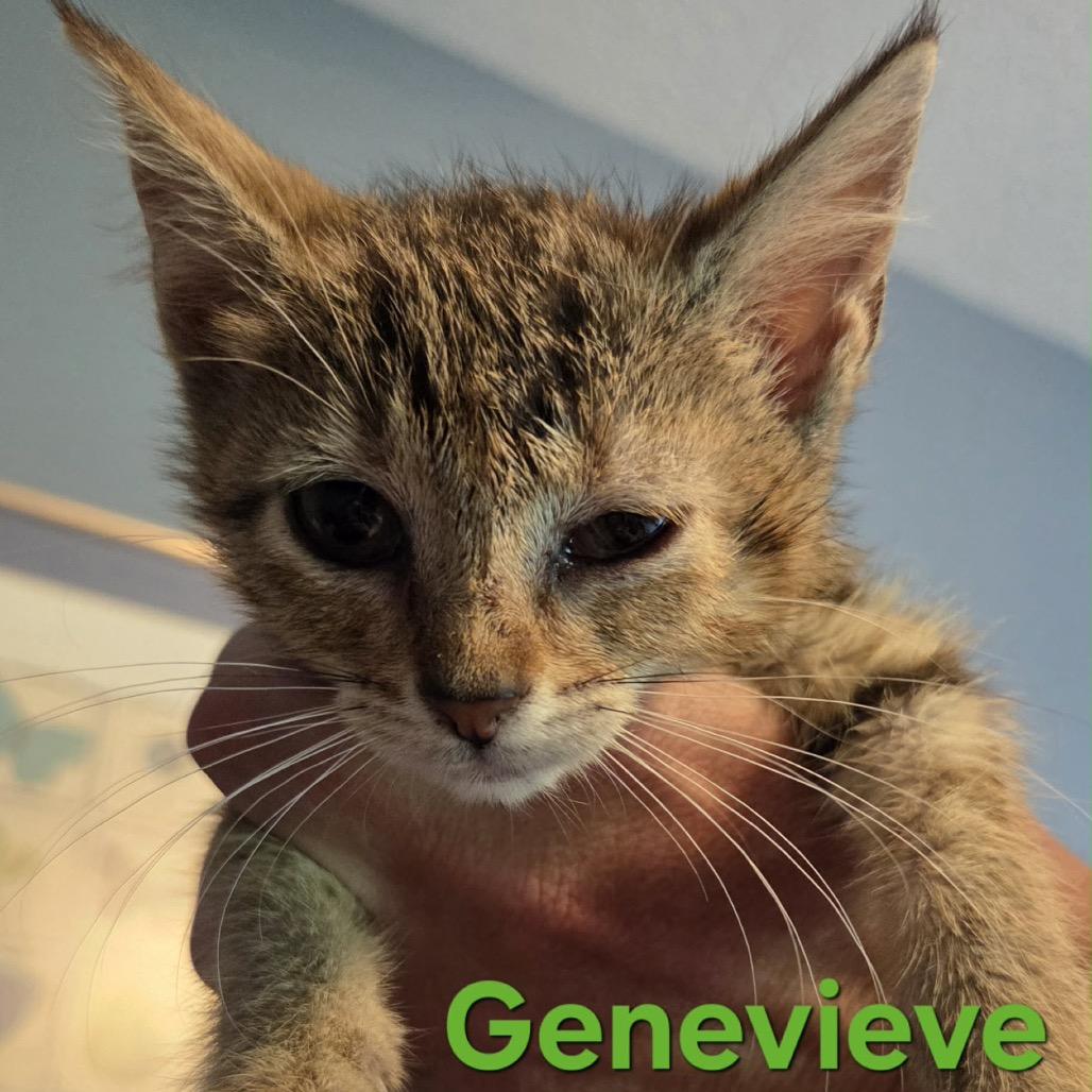Enlarge Genevieve **Off-Site Foster Home**, a Adoptable Domestic Short Hair in Troy, IL image 4/4