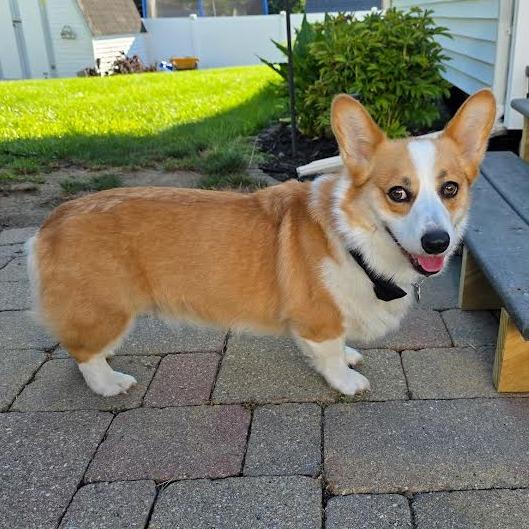 Dorset *My Adoption is Pending!* - $300 of my adoption fee is sponsored, Adoptable, Adult Male Corgi.
