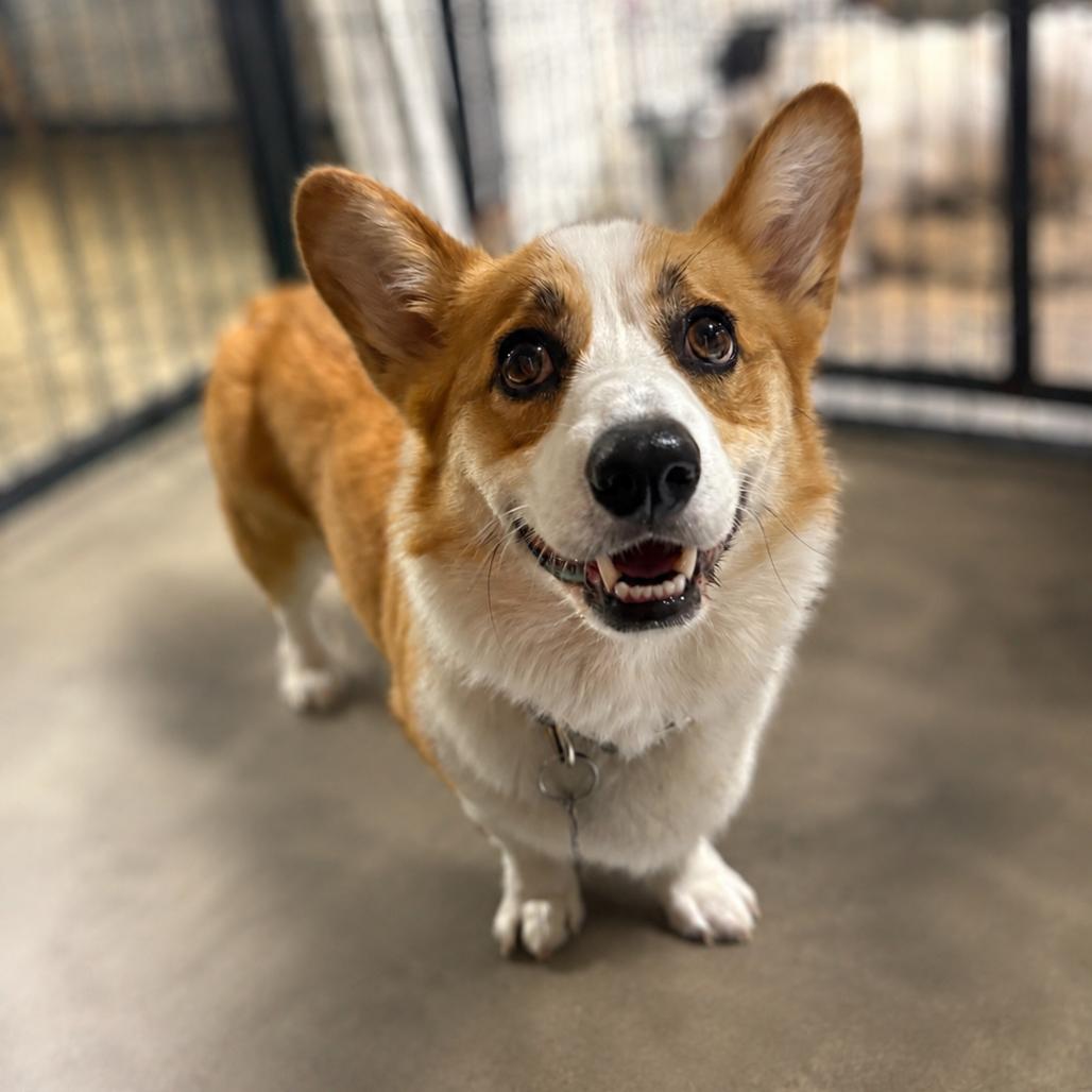 Dorset *My Adoption is Pending!* - $300 of my adoption fee is sponsored, a Adoptable Corgi in Wappingers Falls, NY image 2/4