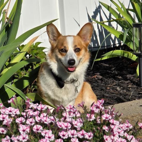 Dorset *My Adoption is Pending!* - $300 of my adoption fee is sponsored, a Adoptable Corgi in Wappingers Falls, NY image 3/4