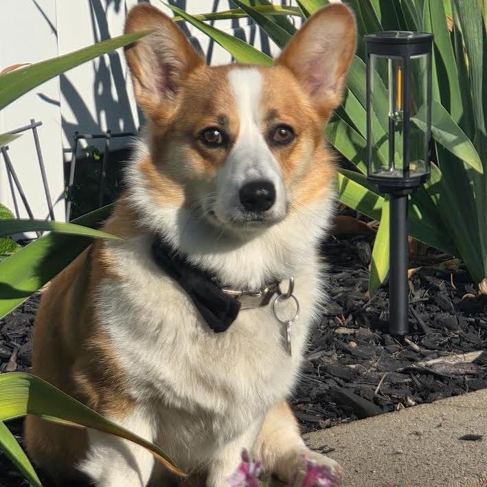 Dorset *My Adoption is Pending!* - $300 of my adoption fee is sponsored, a Adoptable Corgi in Wappingers Falls, NY image 4/4