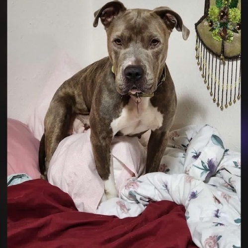 Mina, Adoptable, Young Female Pit Bull Terrier.