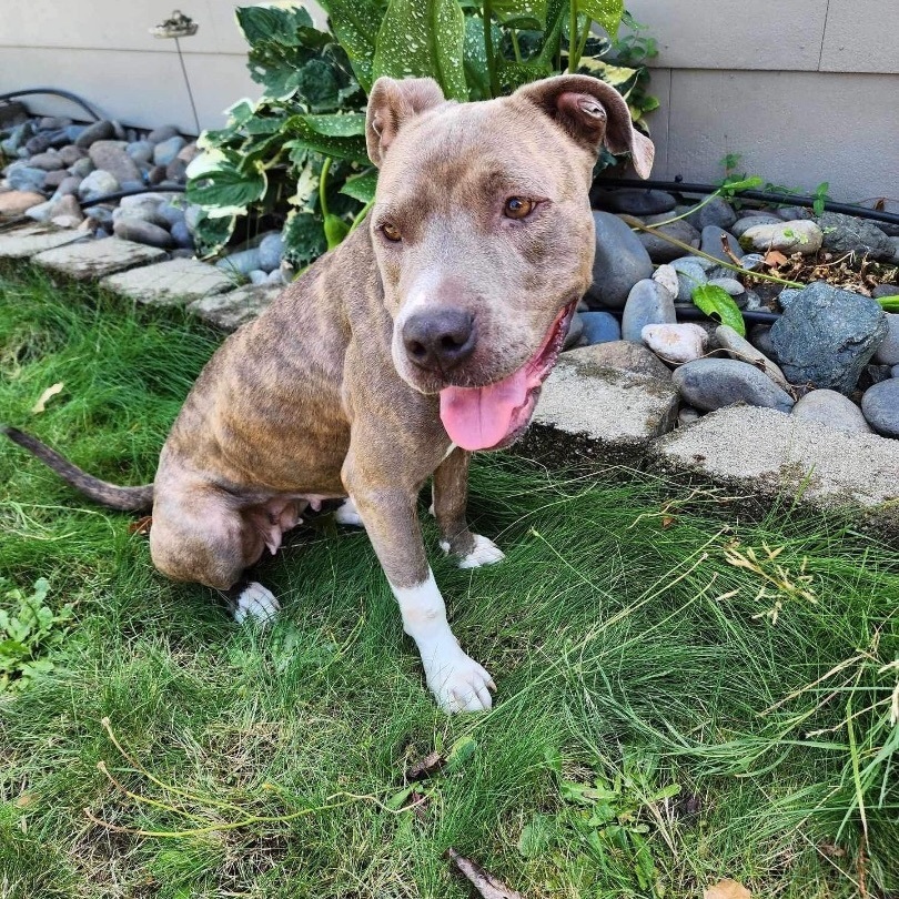 Enlarge Mina, a Adoptable Pit Bull Terrier in Los Angeles, CA image 2/3