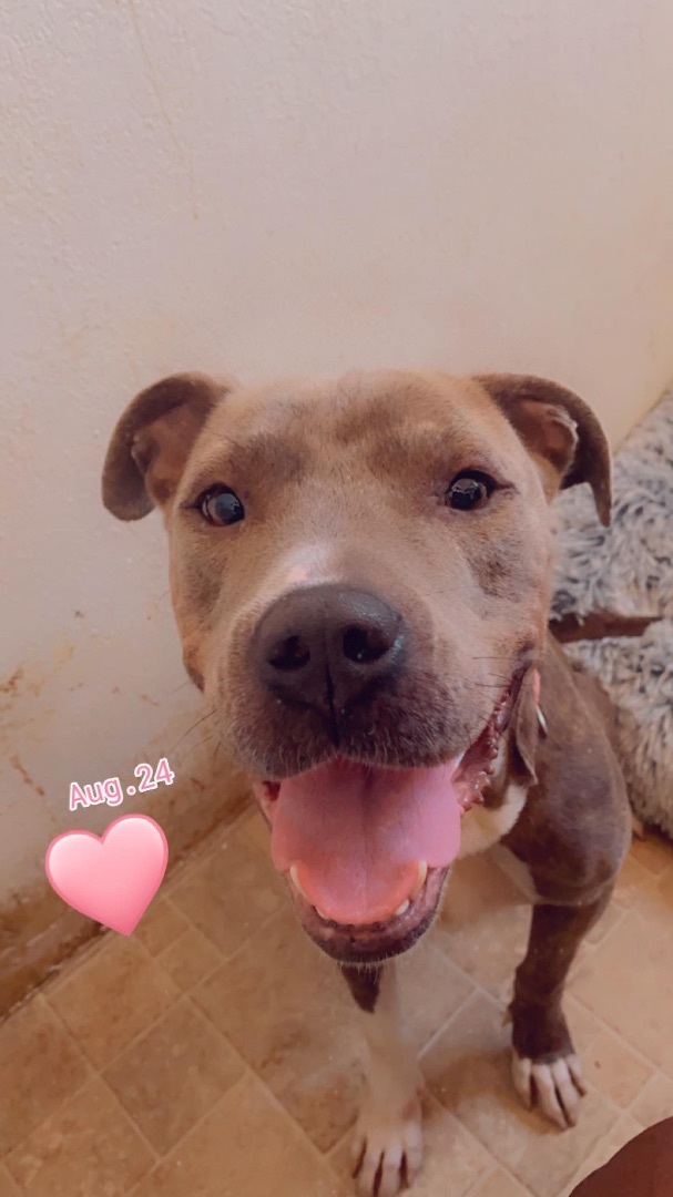Enlarge Mina, a Adoptable Pit Bull Terrier in Los Angeles, CA image 3/3
