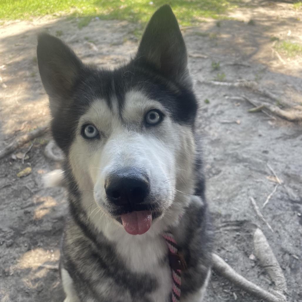 Bella, Adoptable, Adult Female Husky & Mixed Breed.
