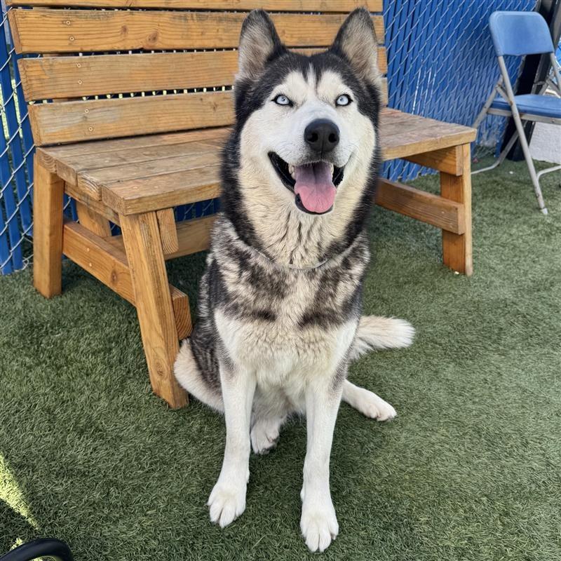 Enlarge Bella, a Adoptable mixed breed in Long Beach, CA image 2/3