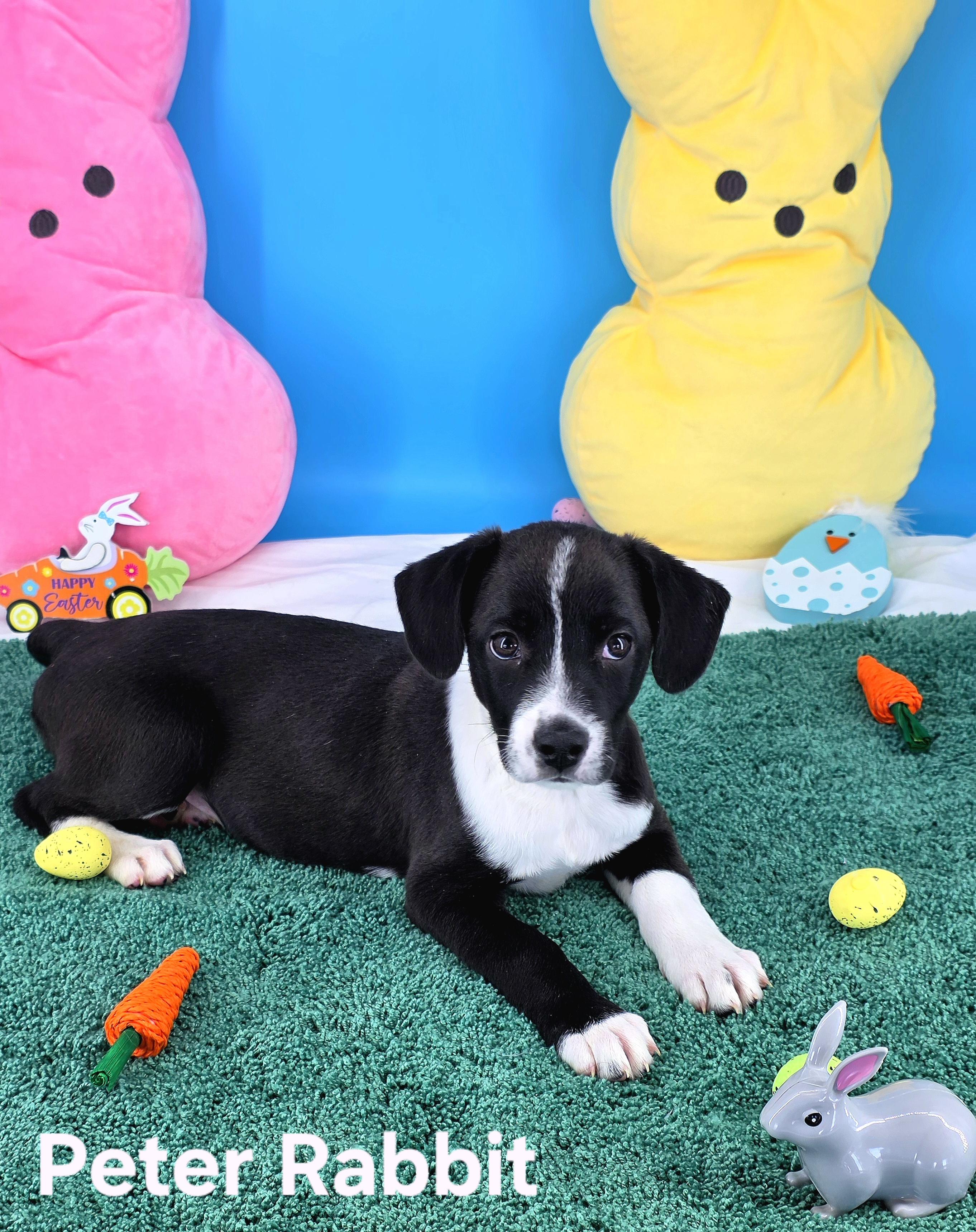 Enlarge Peter Rabbit , a Adoptable mixed breed in Knoxville, TN image 5/6