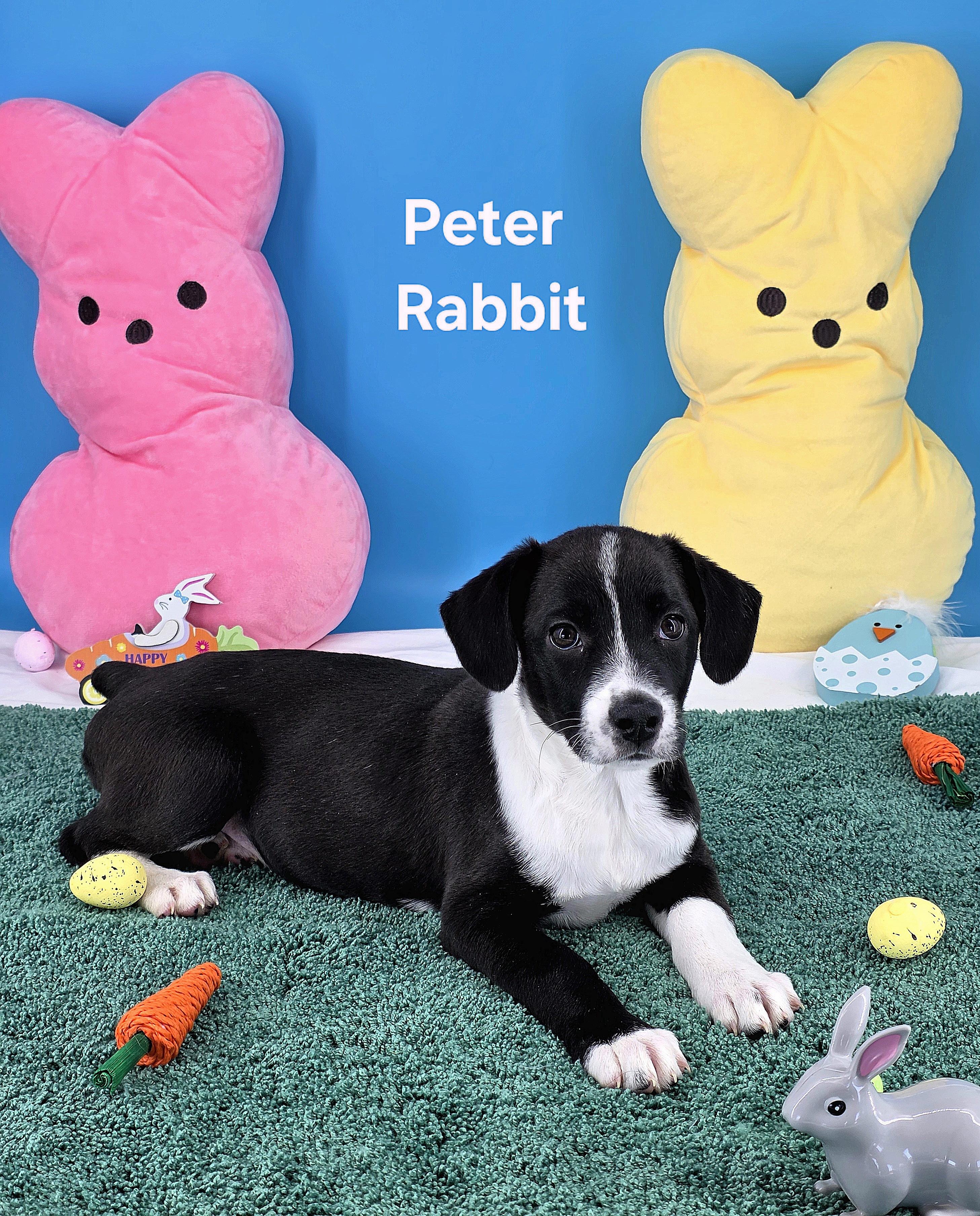 Enlarge Peter Rabbit , a Adoptable mixed breed in Knoxville, TN image 2/6
