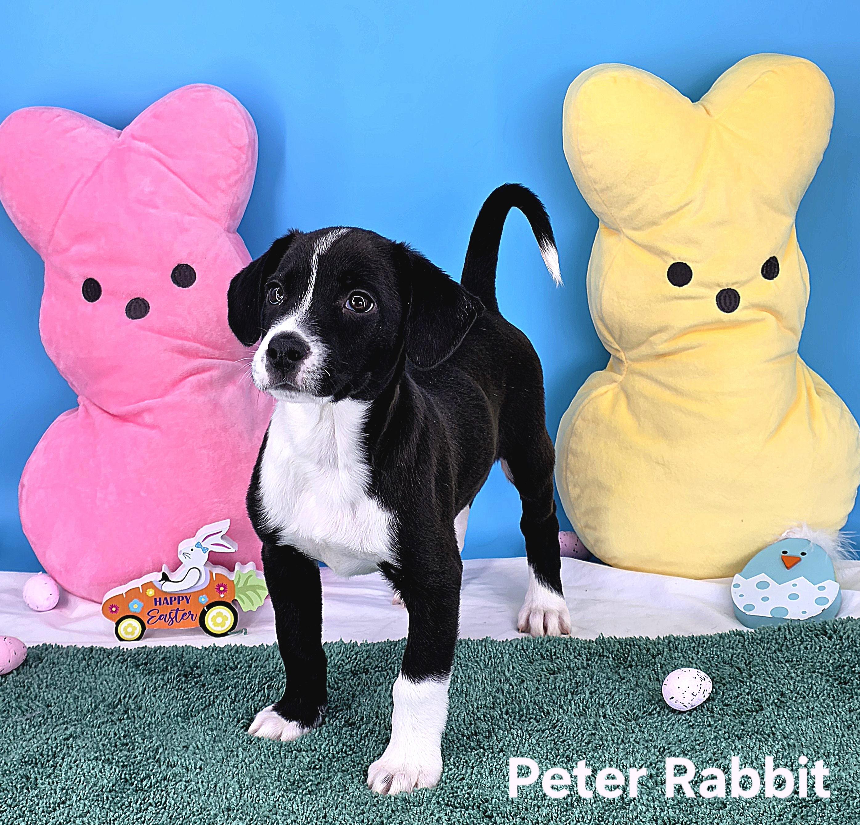 Enlarge Peter Rabbit , a Adoptable mixed breed in Knoxville, TN image 3/6