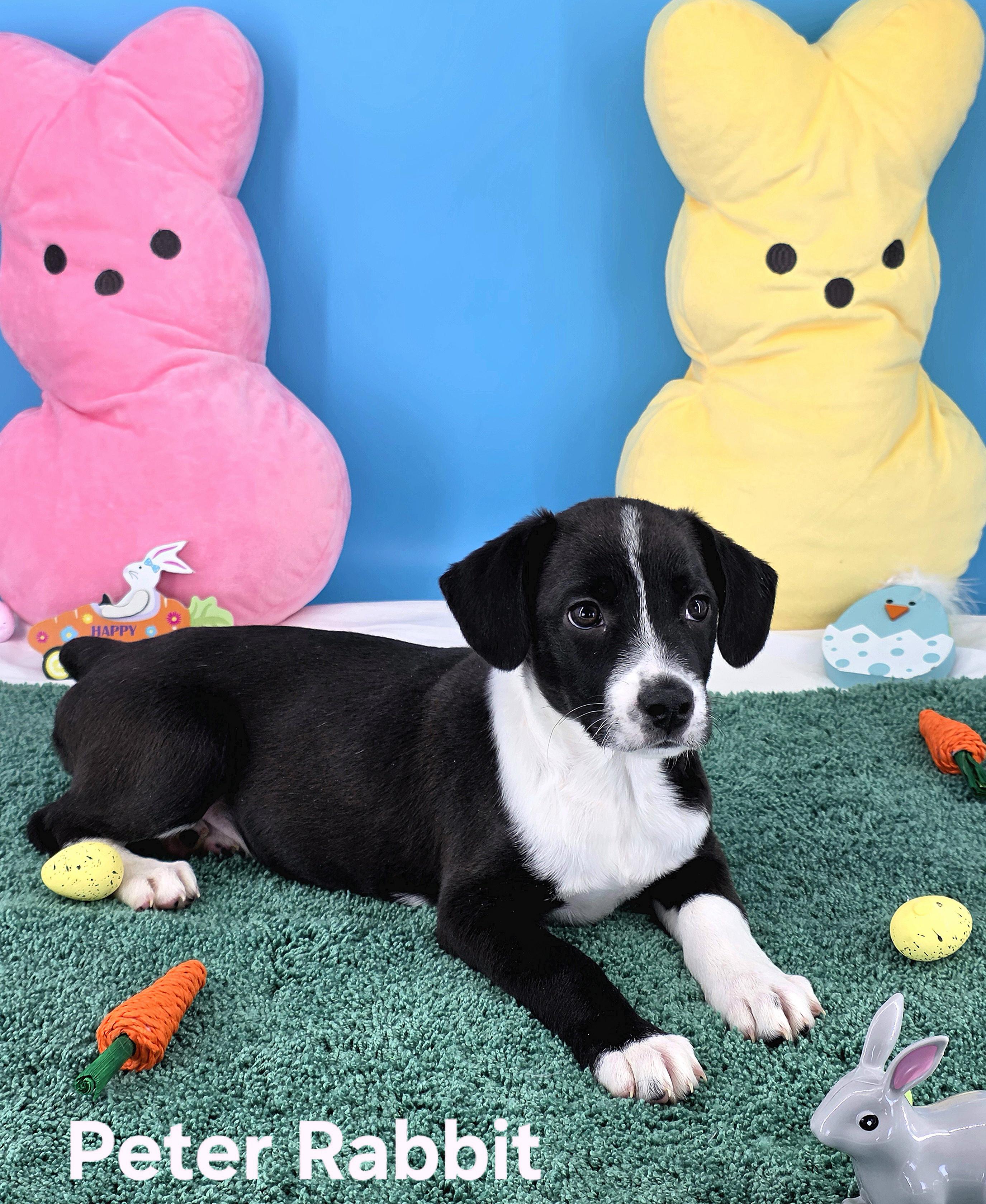 Enlarge Peter Rabbit , a Adoptable mixed breed in Knoxville, TN image 4/6