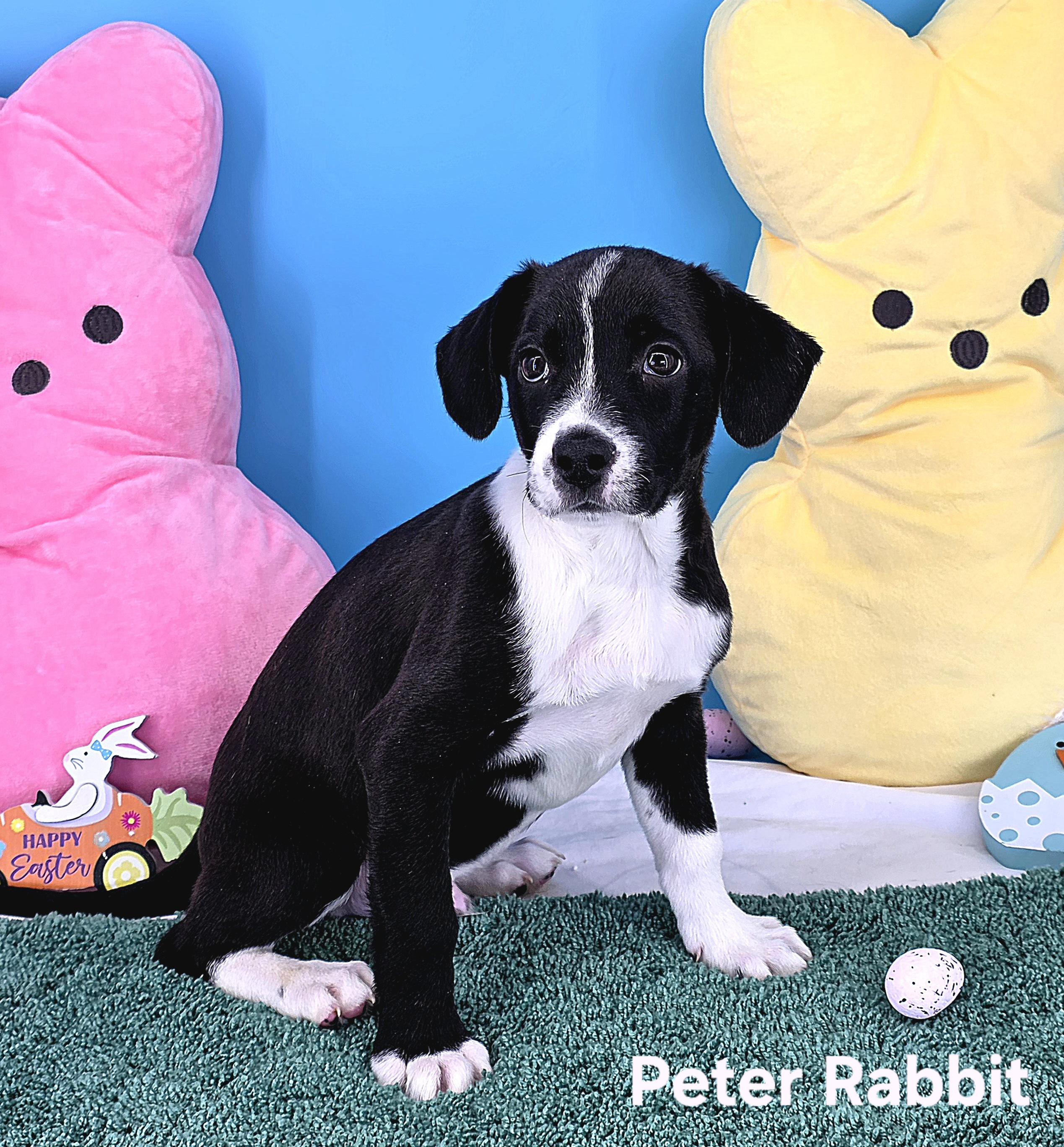 Enlarge Peter Rabbit , a Adoptable mixed breed in Knoxville, TN image 6/6