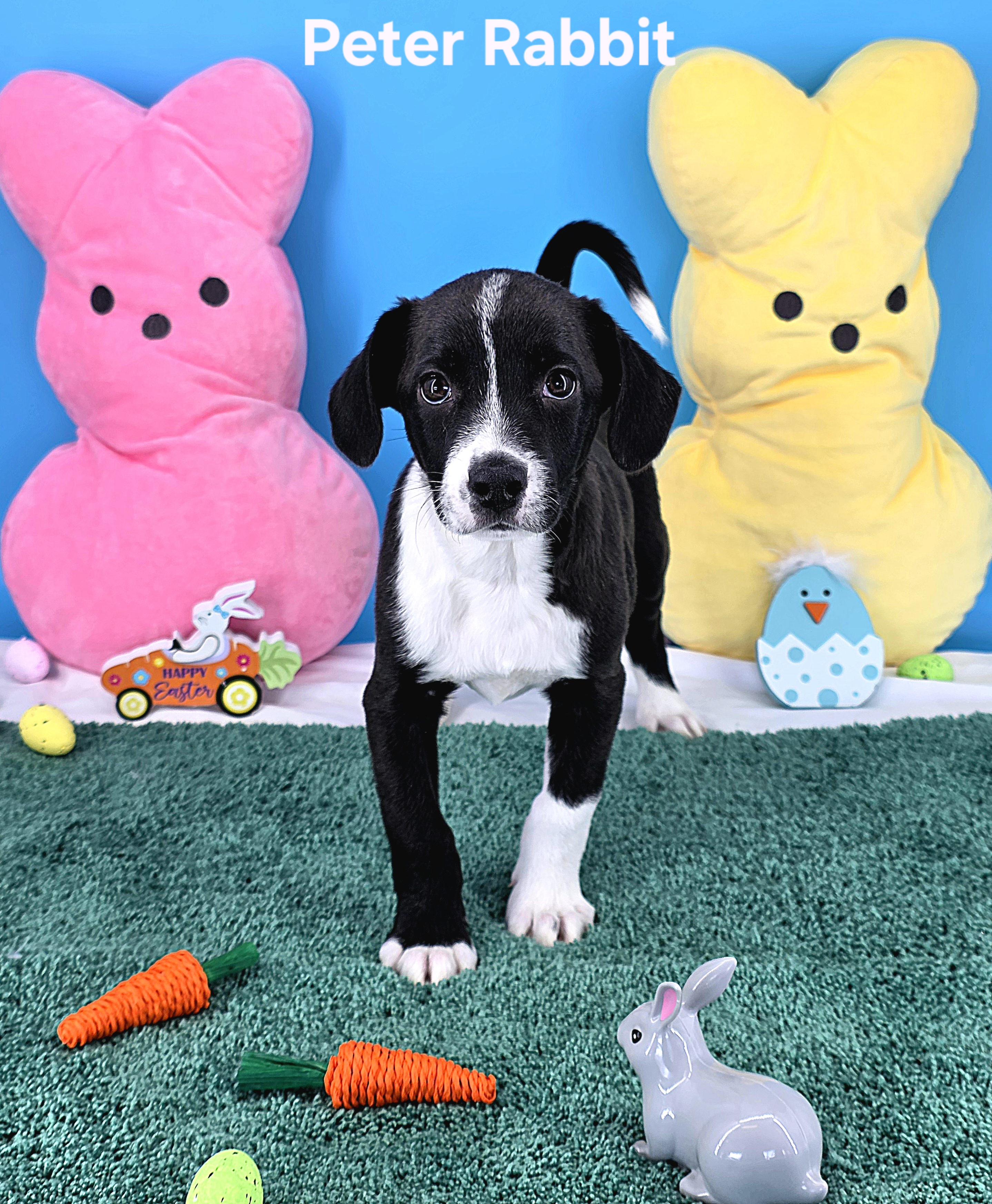 Peter Rabbit , Adoptable, Puppy Male Chihuahua & Beagle.