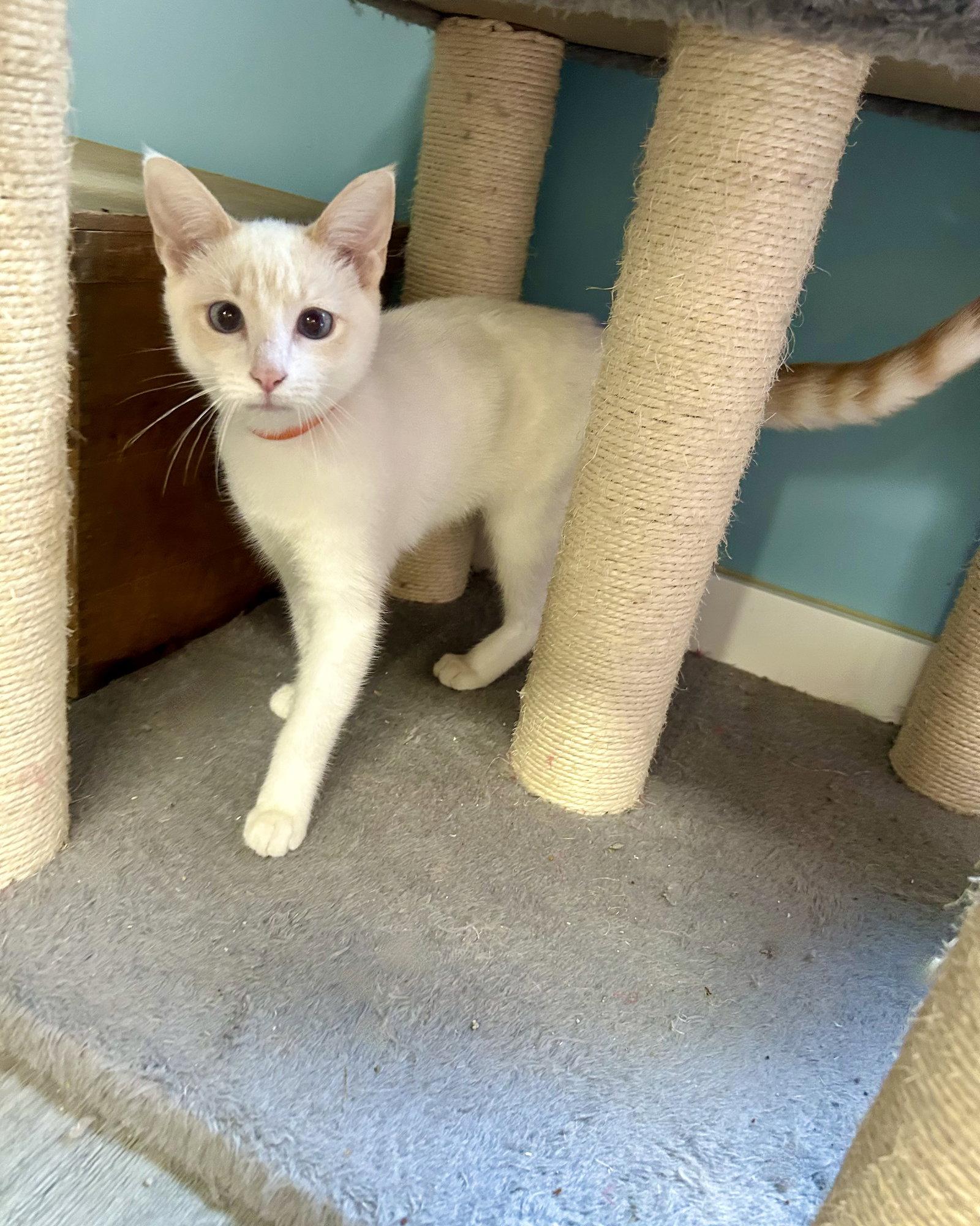 Zinnia, Adopted, Kitten Female Siamese & Domestic Short Hair.
