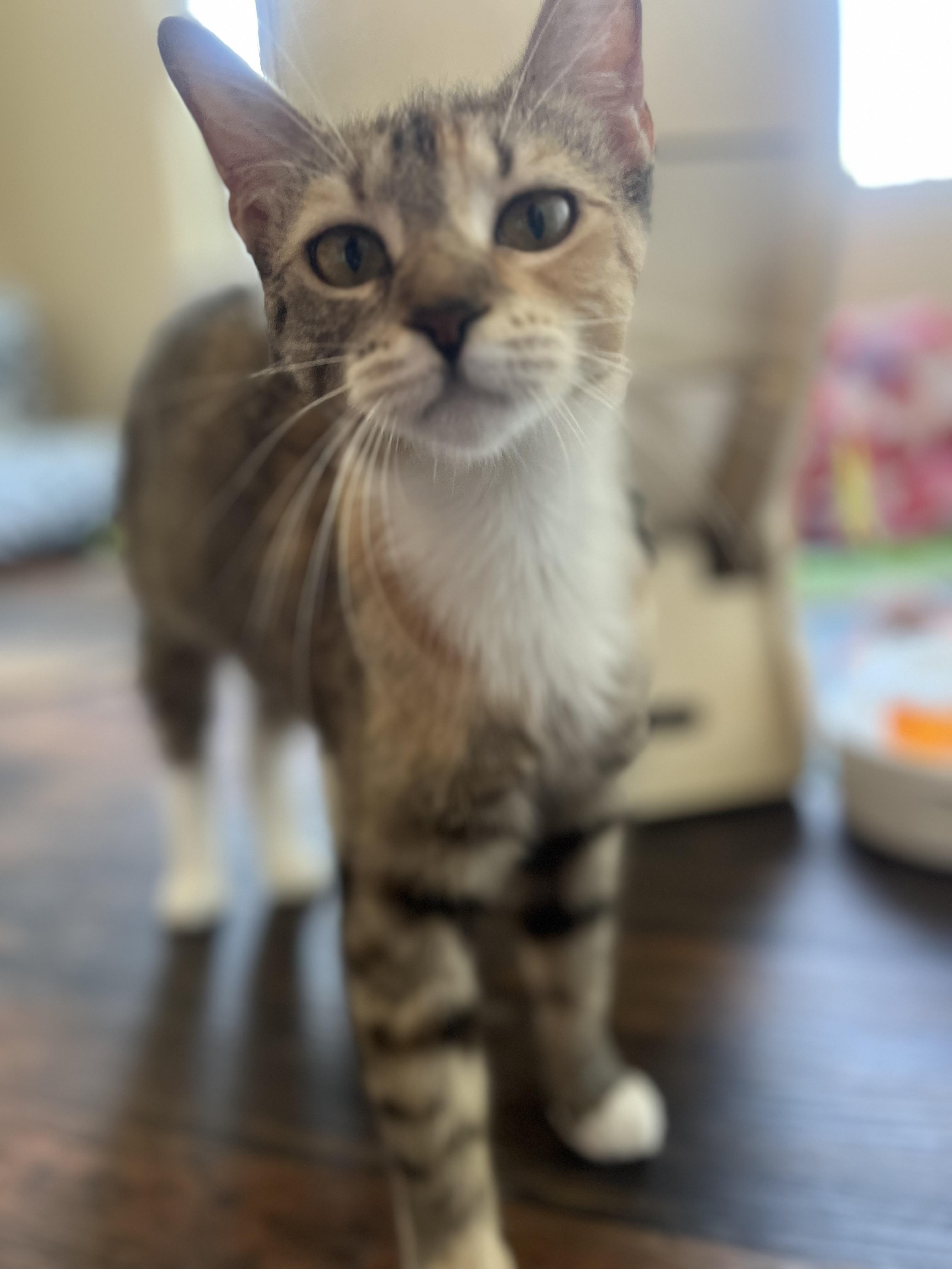 Enlarge Liza, a Adoptable Domestic Short Hair in Woodstock, GA image 2/4