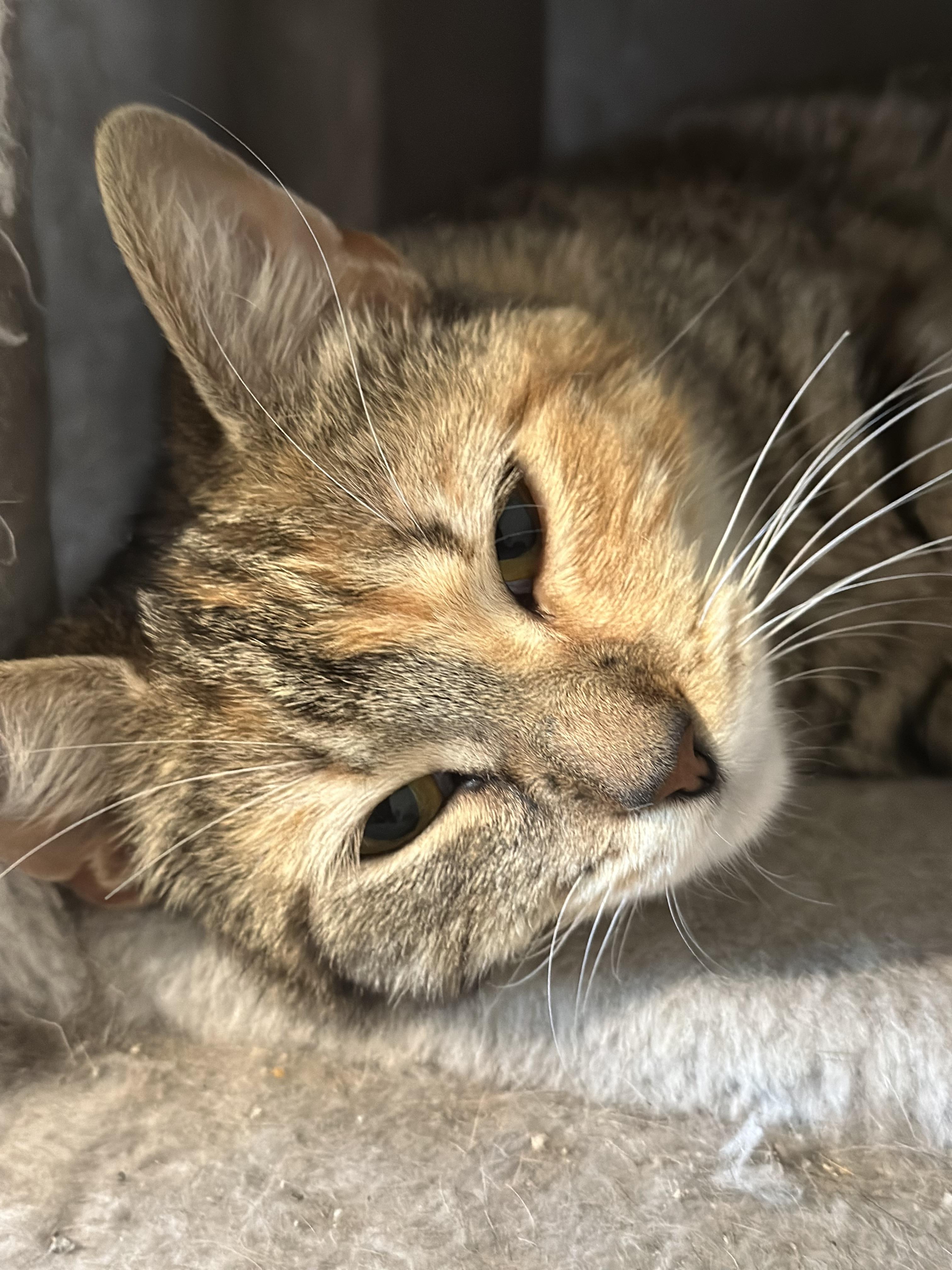 Enlarge Liza, a Adoptable Domestic Short Hair in Woodstock, GA image 3/4