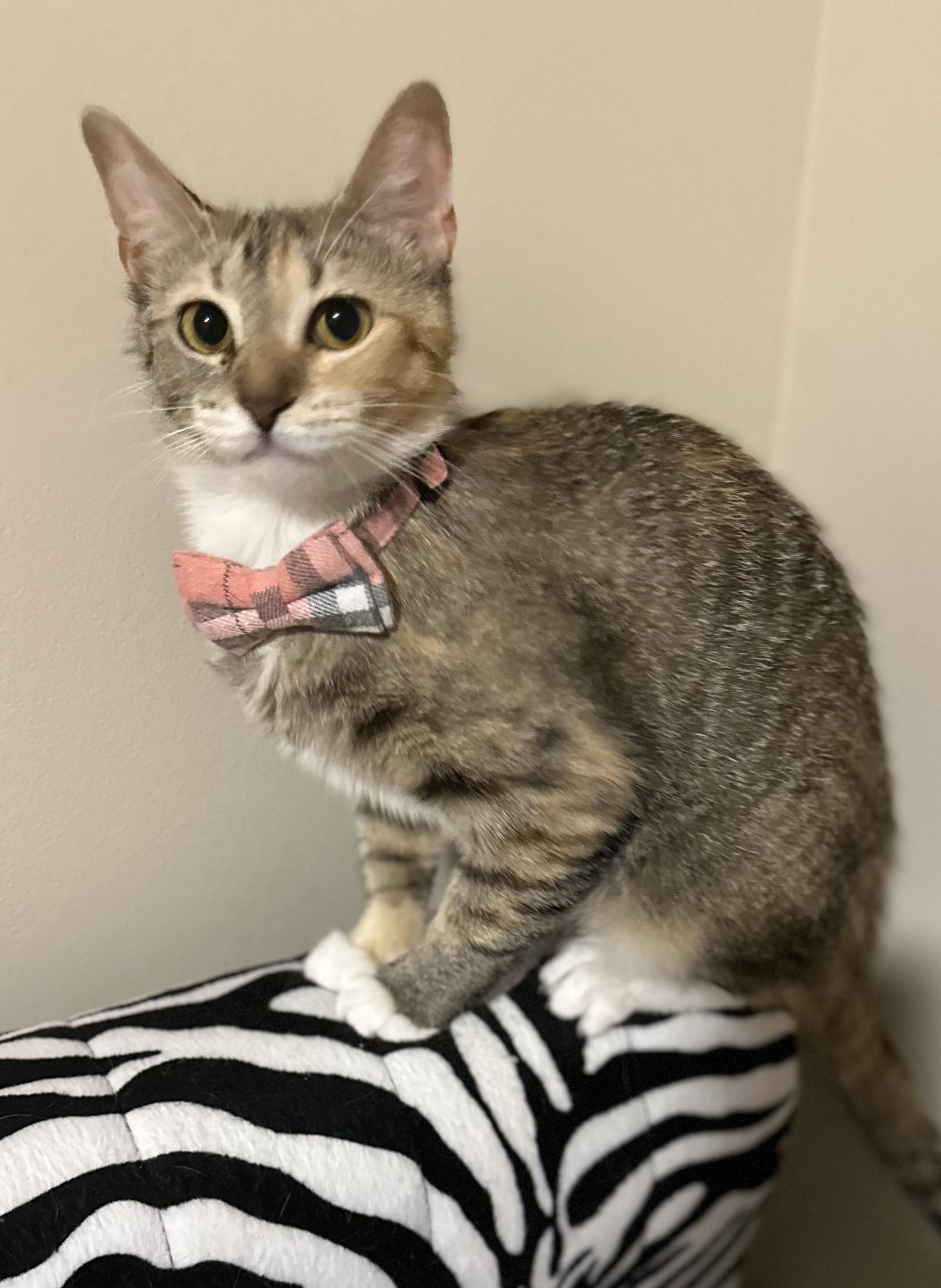 Enlarge Liza, a Adoptable Domestic Short Hair in Woodstock, GA image 4/4