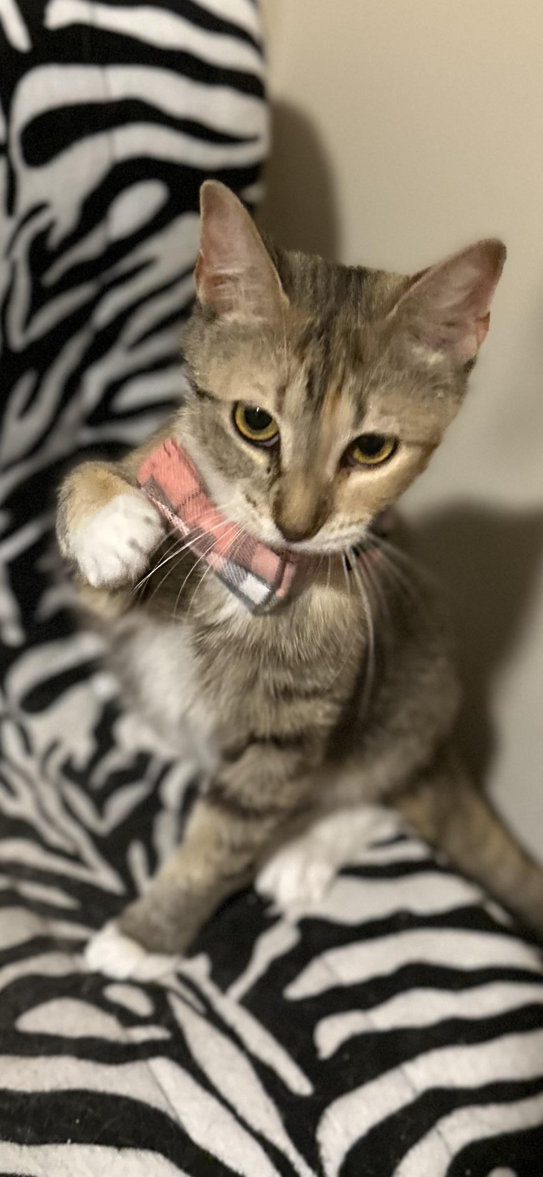 Enlarge Liza, a Adoptable Domestic Short Hair in Woodstock, GA image 1/4