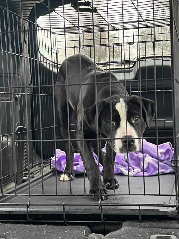 Jelly Bean, Adoptable, Young Female Labrador Retriever & Pit Bull Terrier.