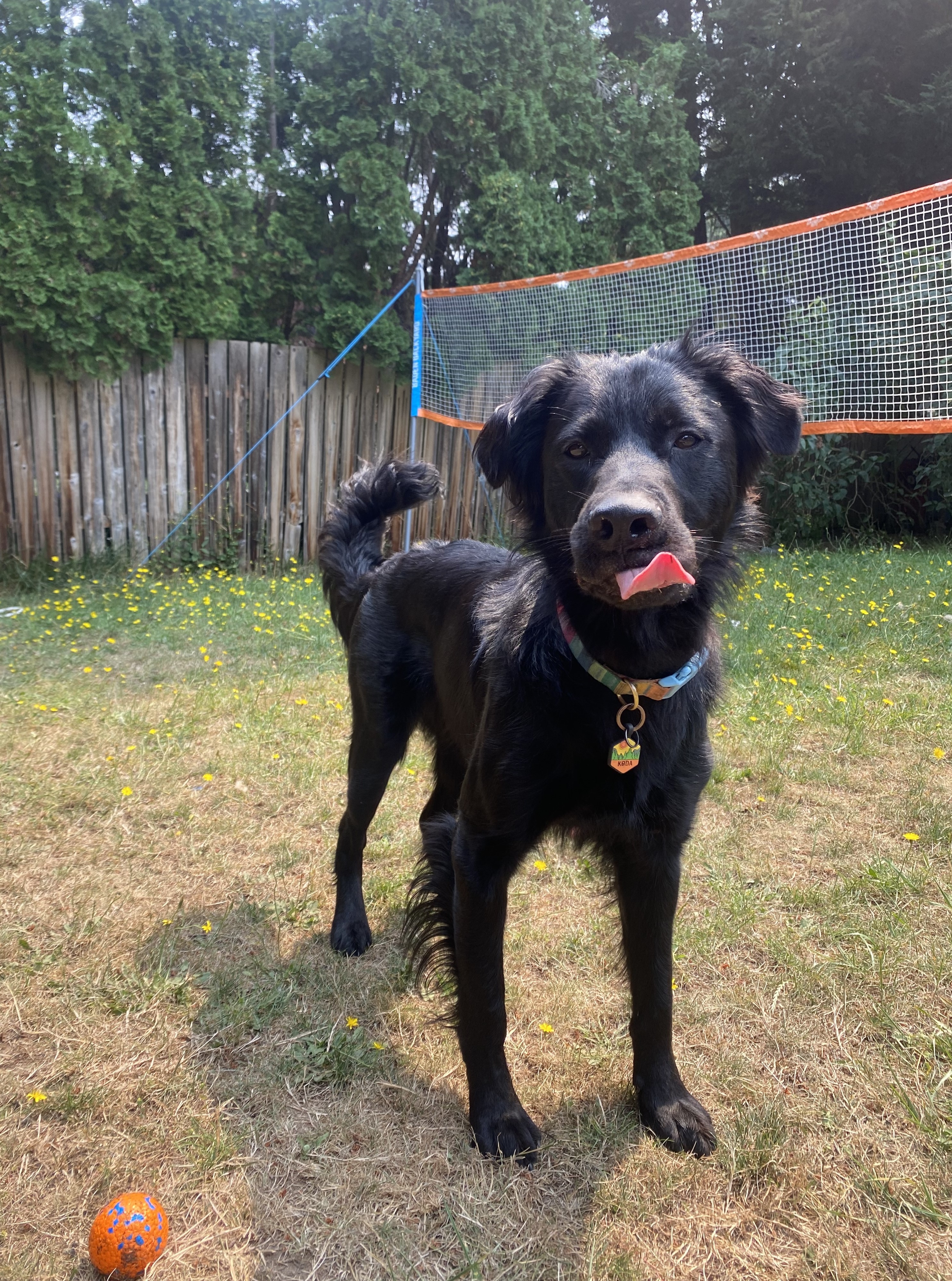 Koda, a Adoptable mixed breed in lynnwood , WA image 2/6