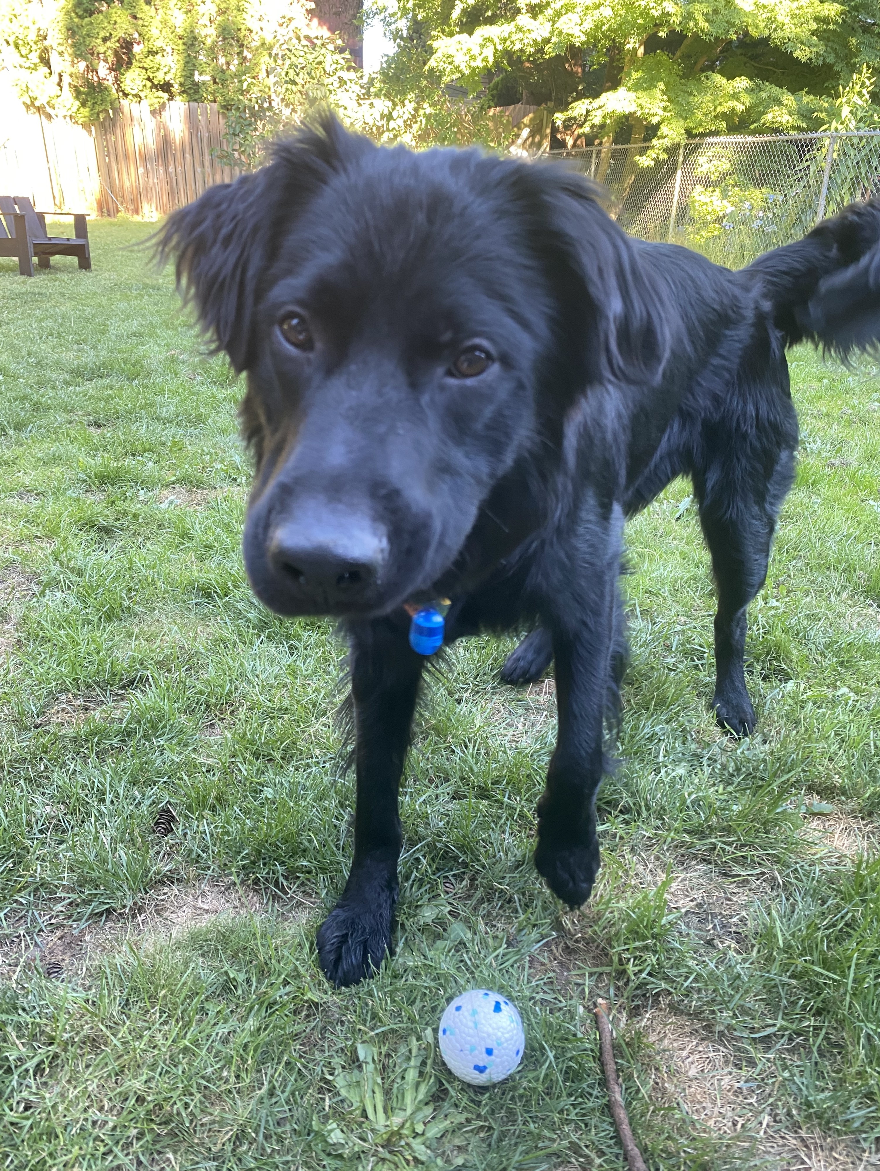 Koda, a Adoptable mixed breed in lynnwood , WA image 5/6