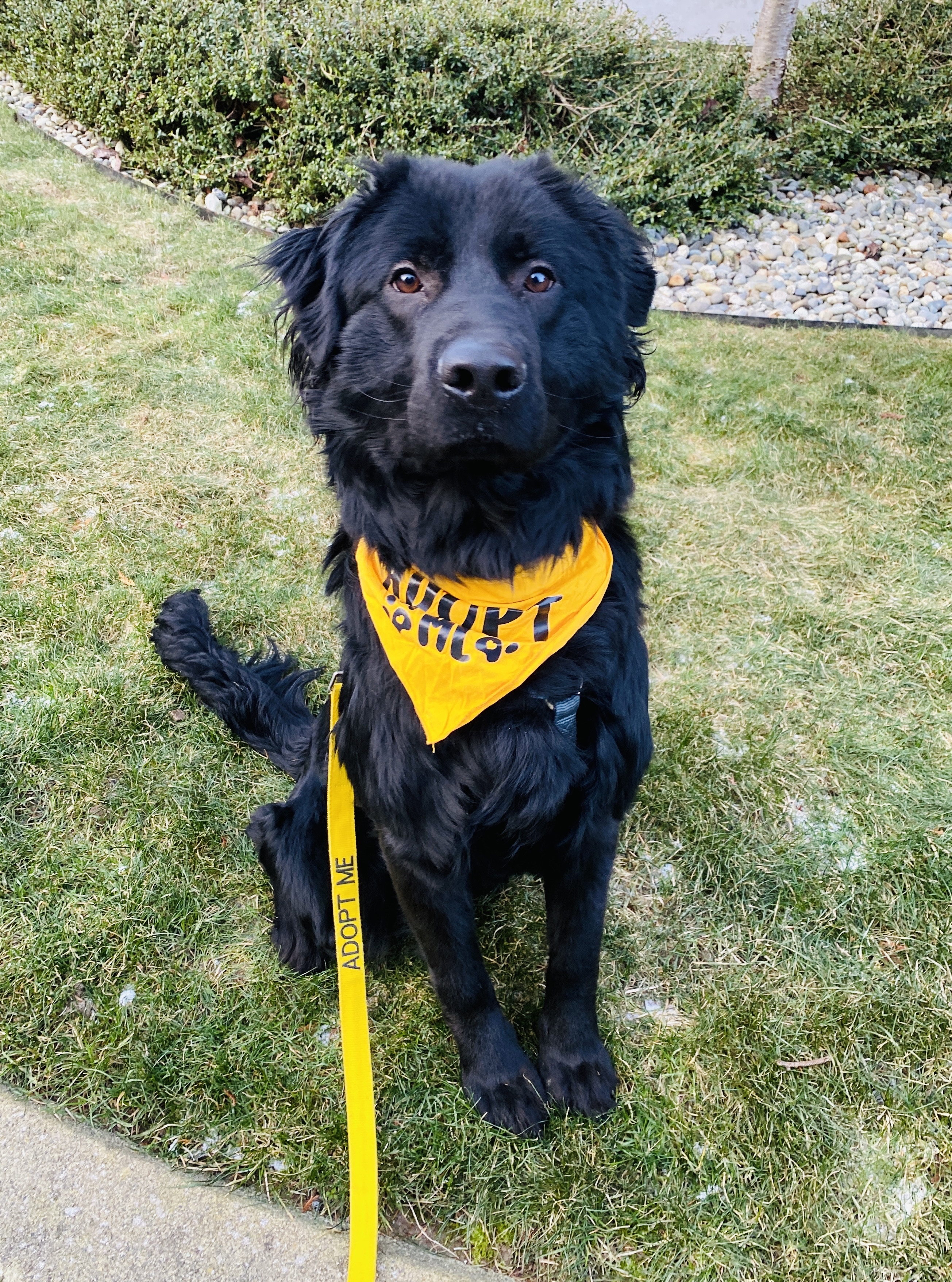 Koda, Adoptable, Adult Male Retriever & Newfoundland Dog.