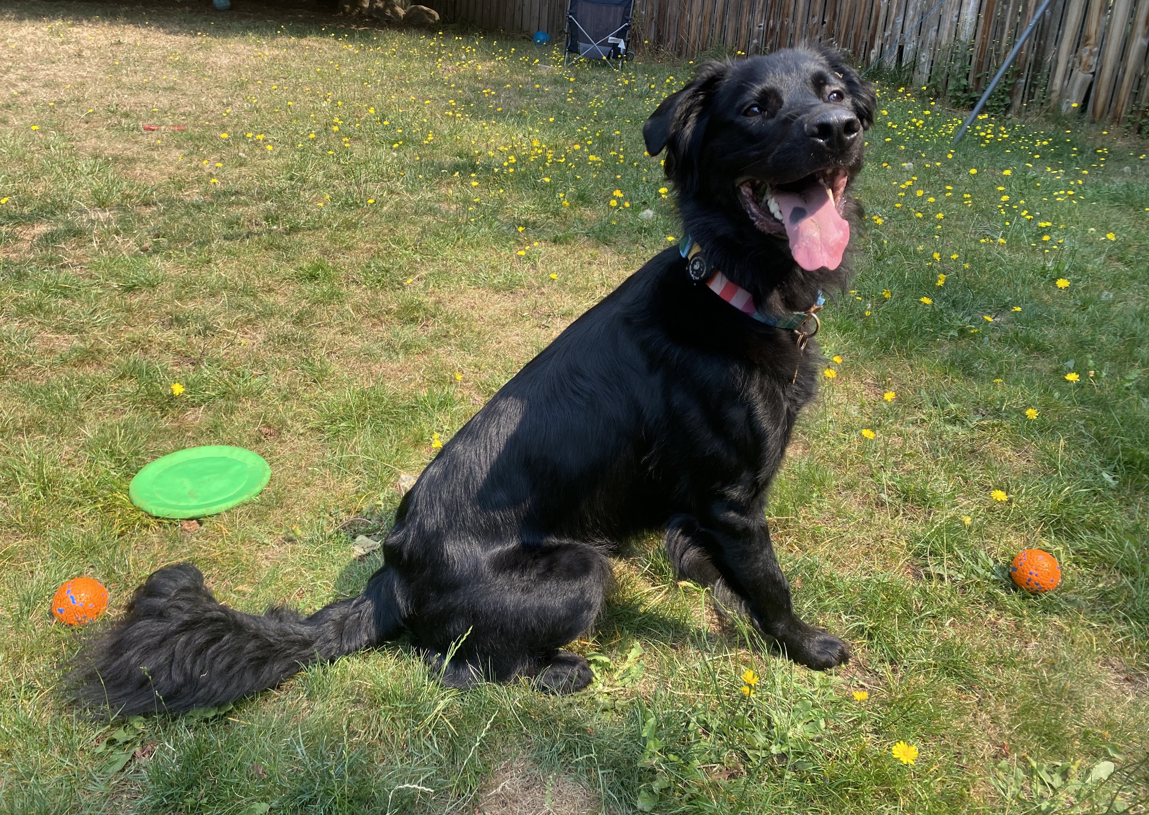 Koda, a Adoptable mixed breed in lynnwood , WA image 6/6