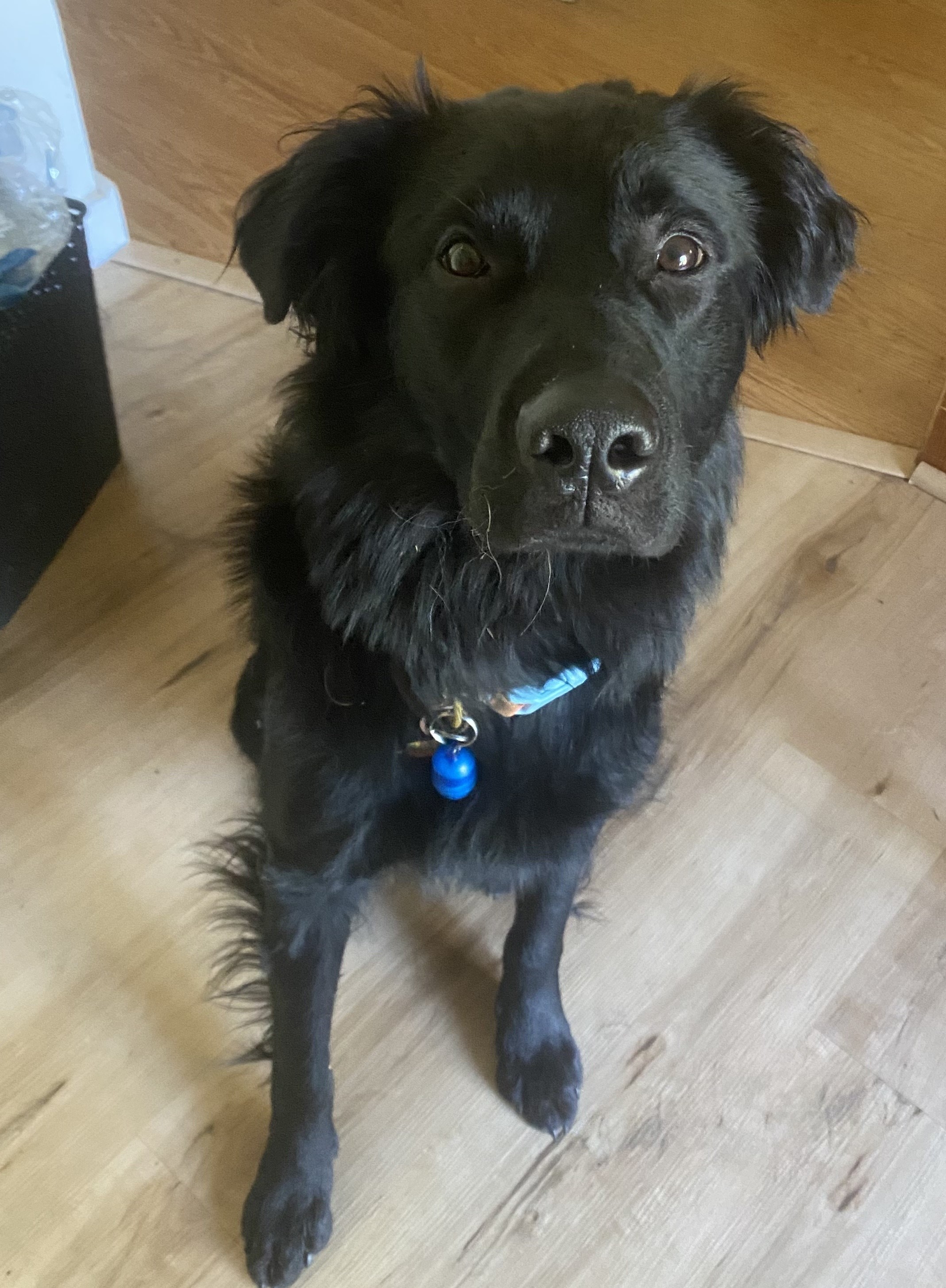 Koda, a Adoptable mixed breed in lynnwood , WA image 4/6