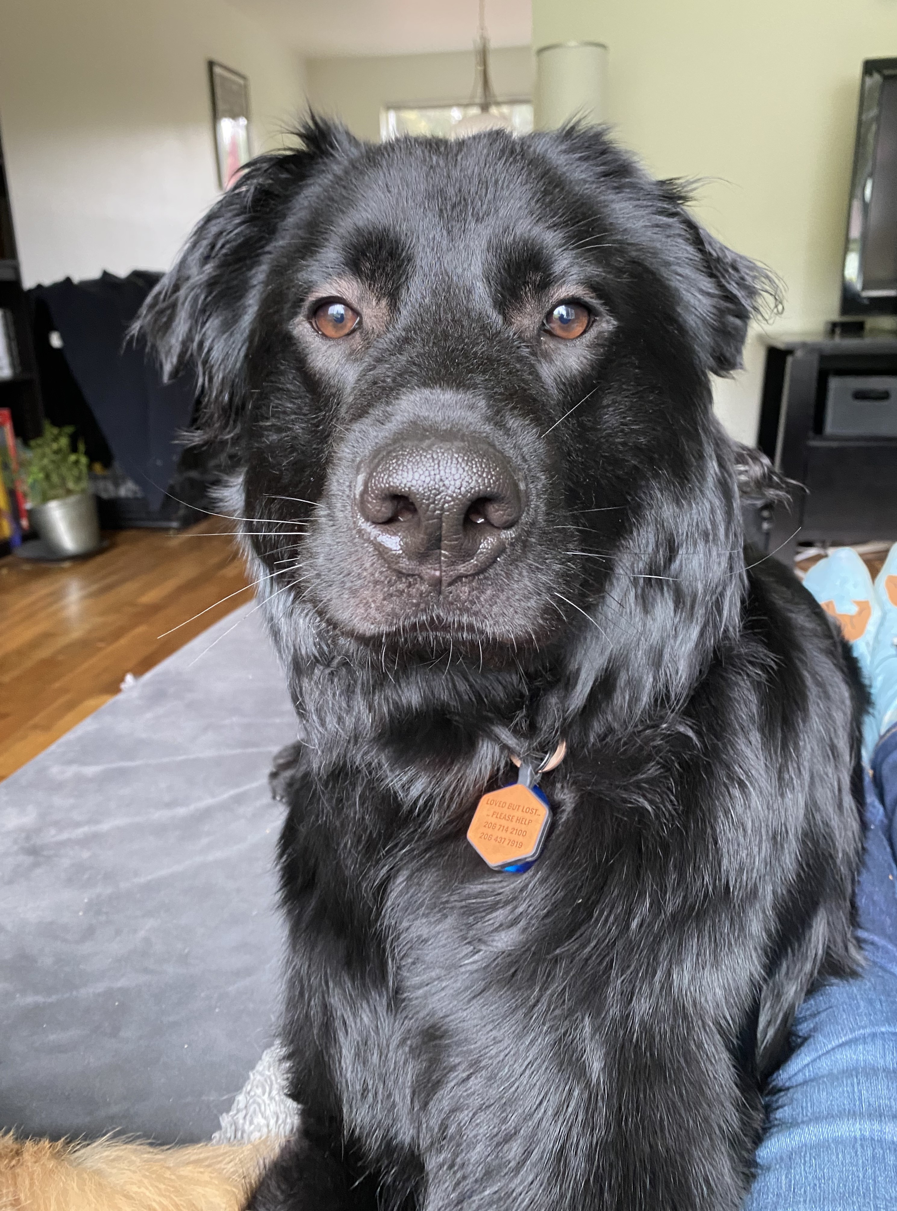 Koda, a Adoptable mixed breed in lynnwood , WA image 3/6