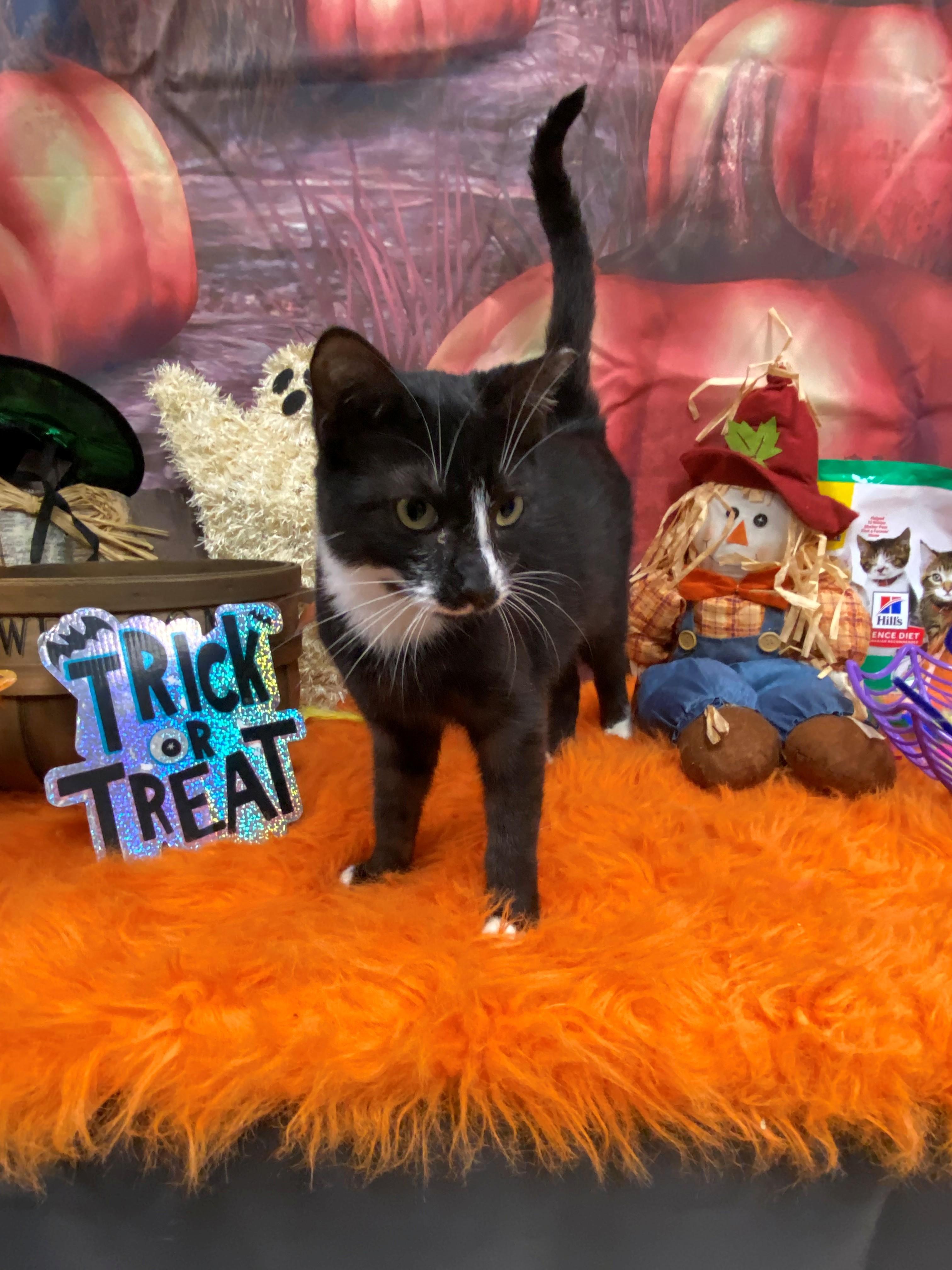 Enlarge Starlight 59272541, a Adoptable Domestic Medium Hair in Harvey , LA image 1/1