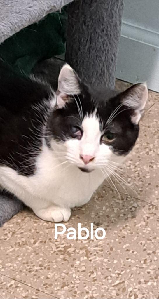 Pablo, Adoptable, Young Male Domestic Short Hair.