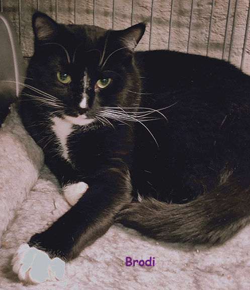 Brodi, Adoptable, Adult Male Domestic Short Hair & Tuxedo.