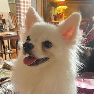 Bradford, ADOPTABLE, Young Male Pomeranian.